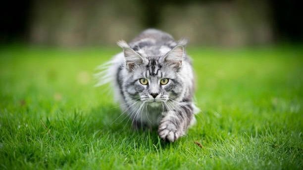 15 Millionen Katzen in Deutschland: Risiko für Wildtiere