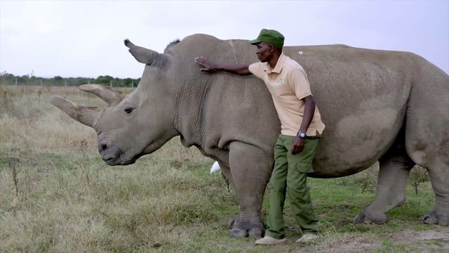 Video: Die letzten nördlichen Breitmaulnashörner