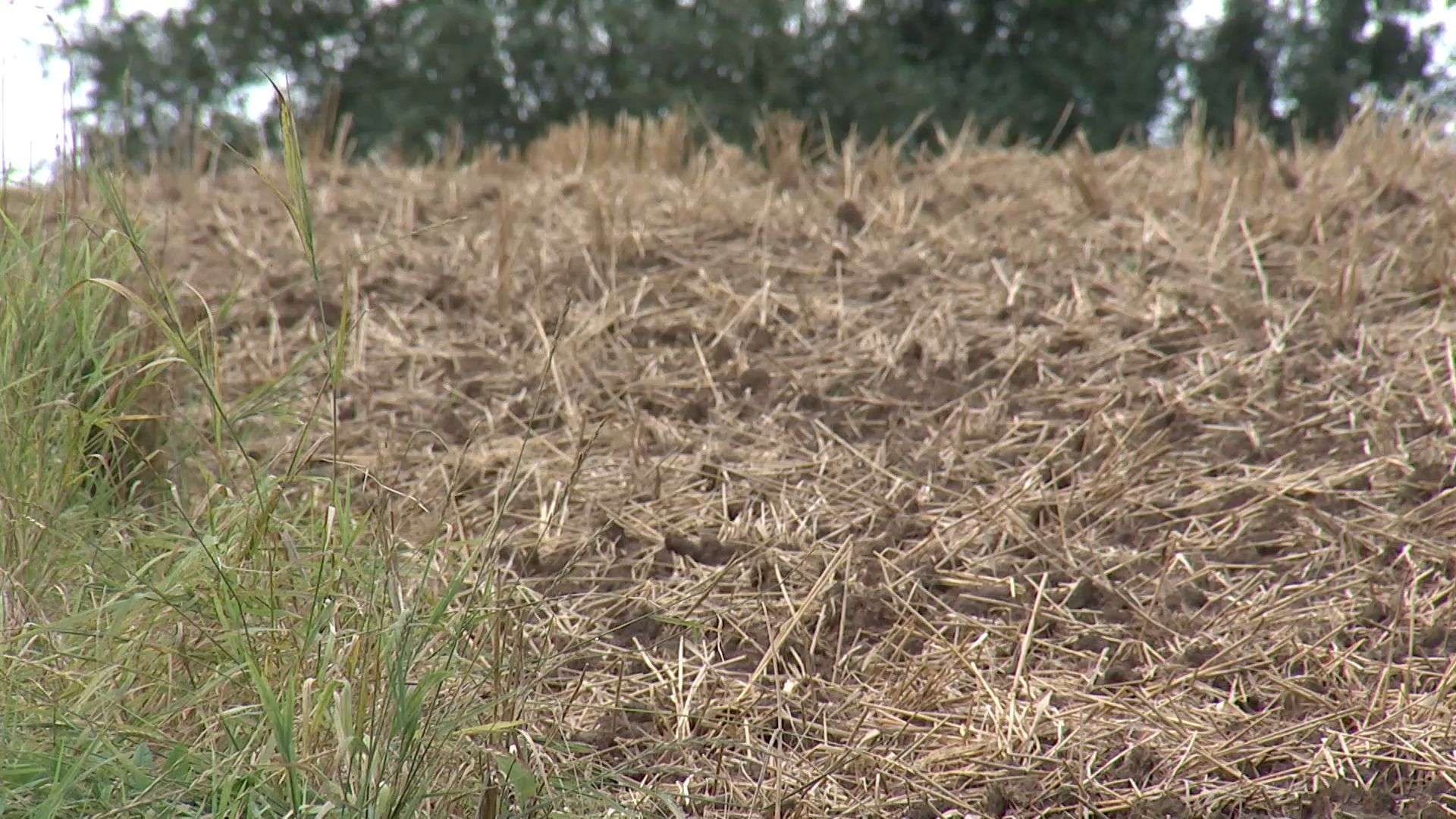Bilanz Deutscher Bauernverband: Deutlich unterdurschnittliche Getreideernte