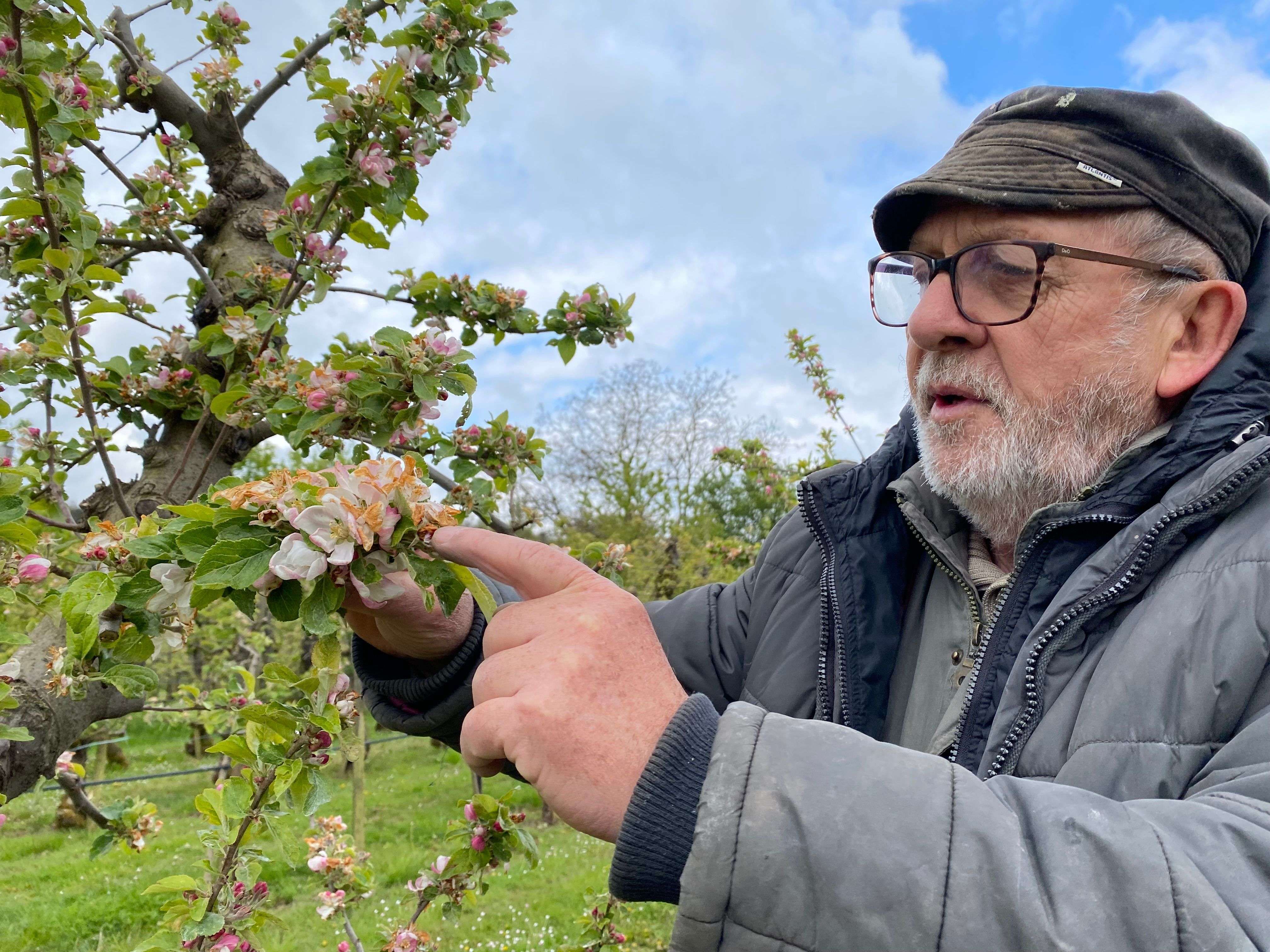 Früher Kältetod für Kirschen, Zwetschgen und Birnen durch Nachtfrost in der Westpfalz