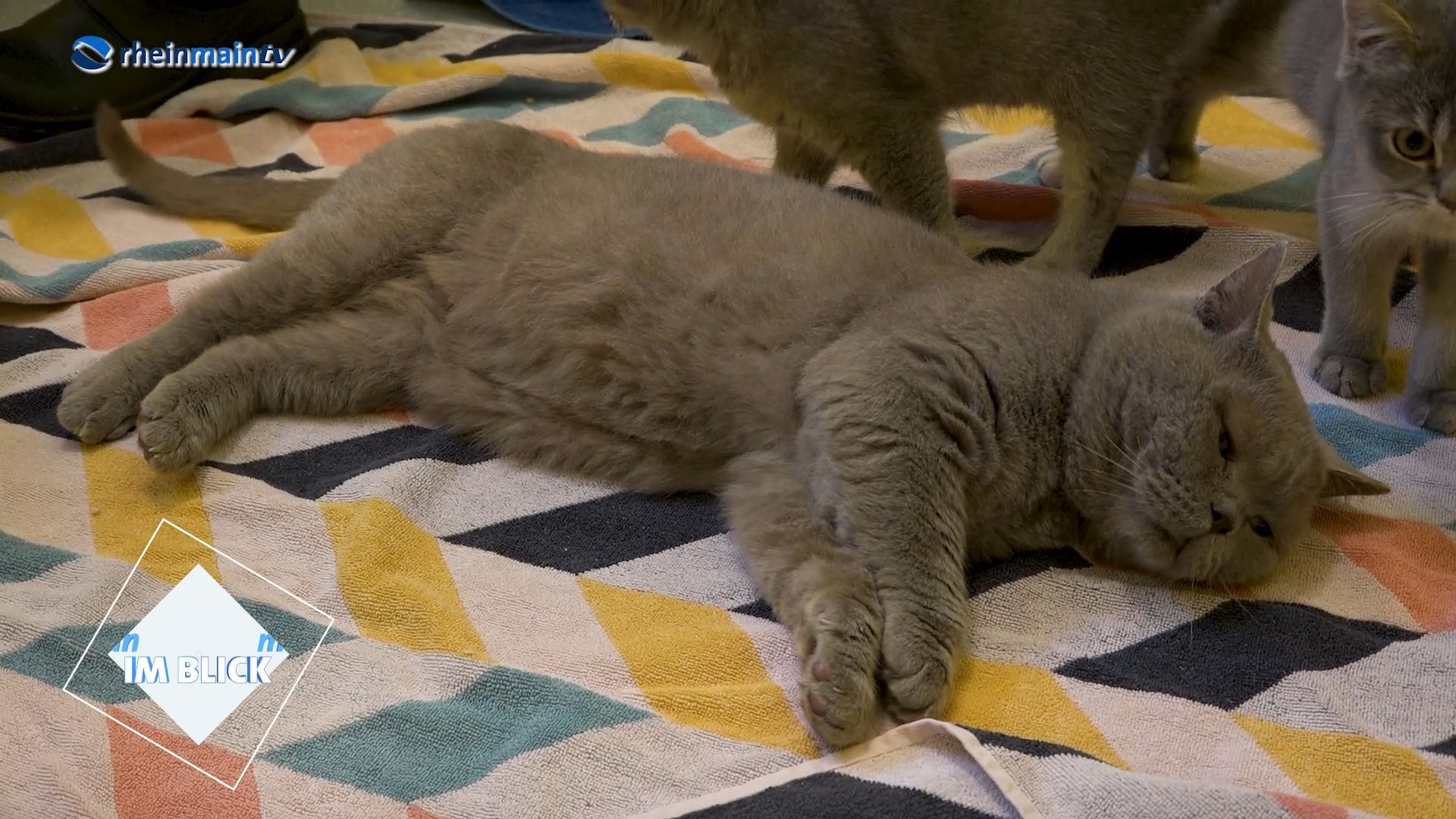 Zu viele ausgesetzte Katzen: Tierheim Gießen verhängt Aufnahmestopp