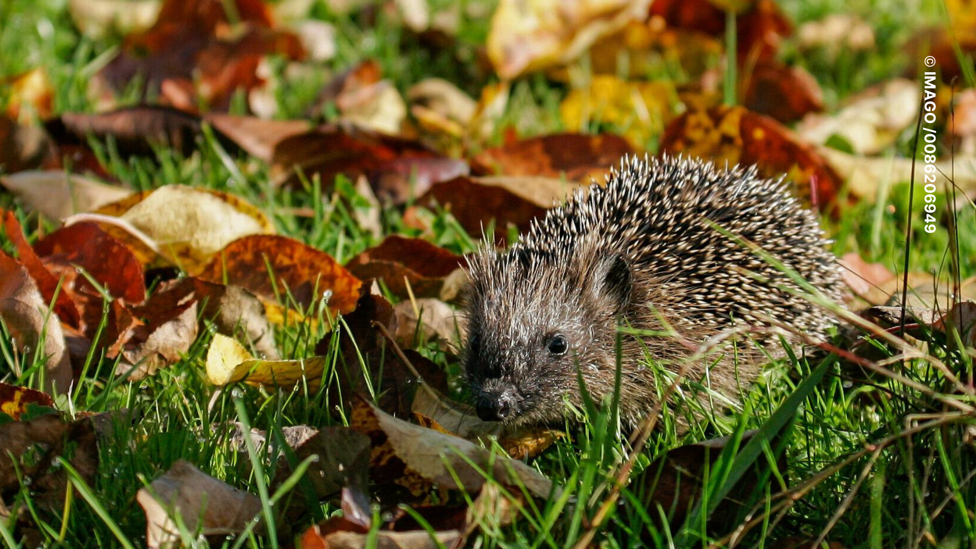 If you want to create an optimal habitat for hedgehogs, leave the lawnmower out more often
