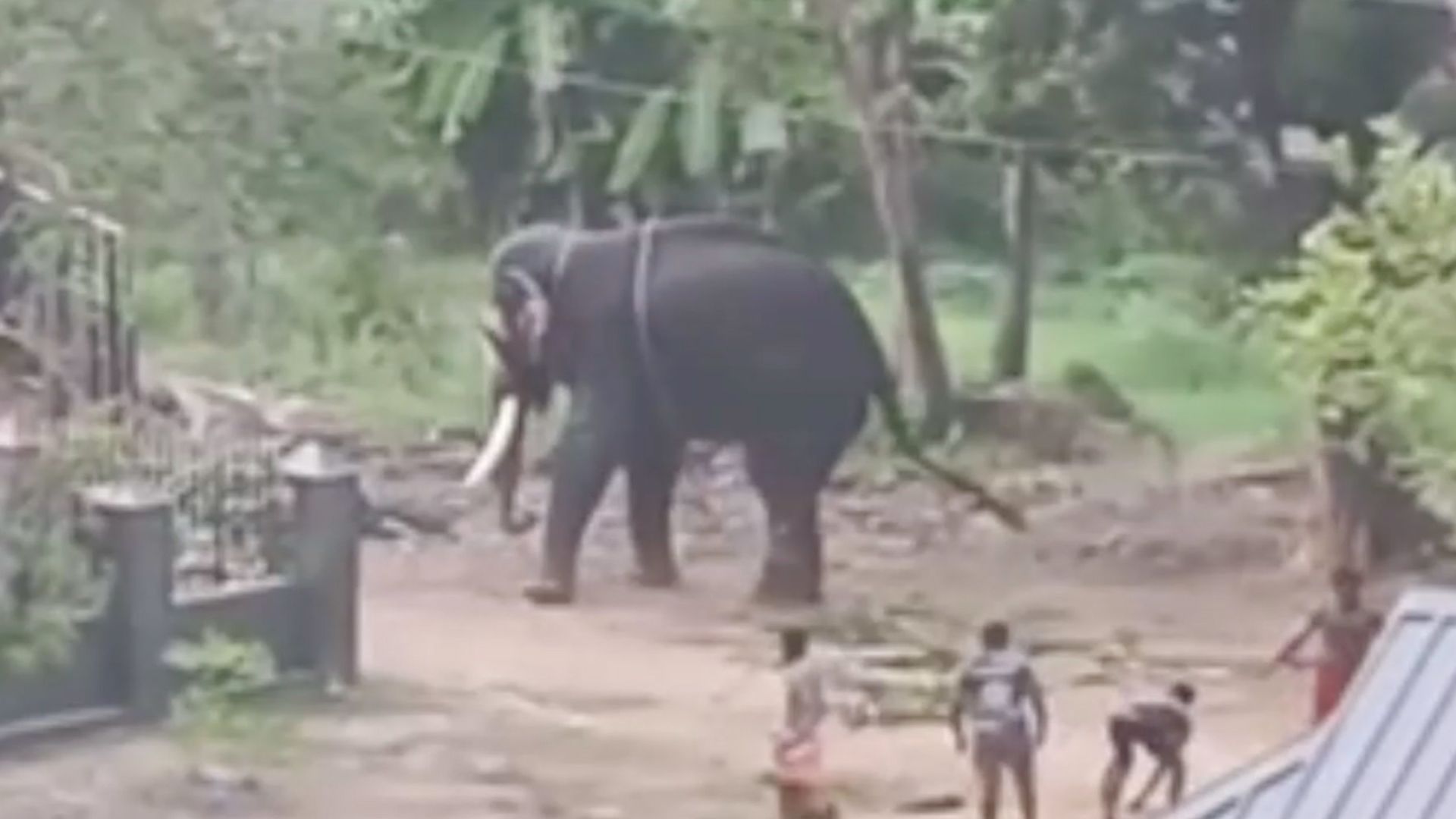 Anbeter verängstigt, nachdem ein Elefant zwei Autos, einen Lieferwagen und acht Motorräder beschädigt hat