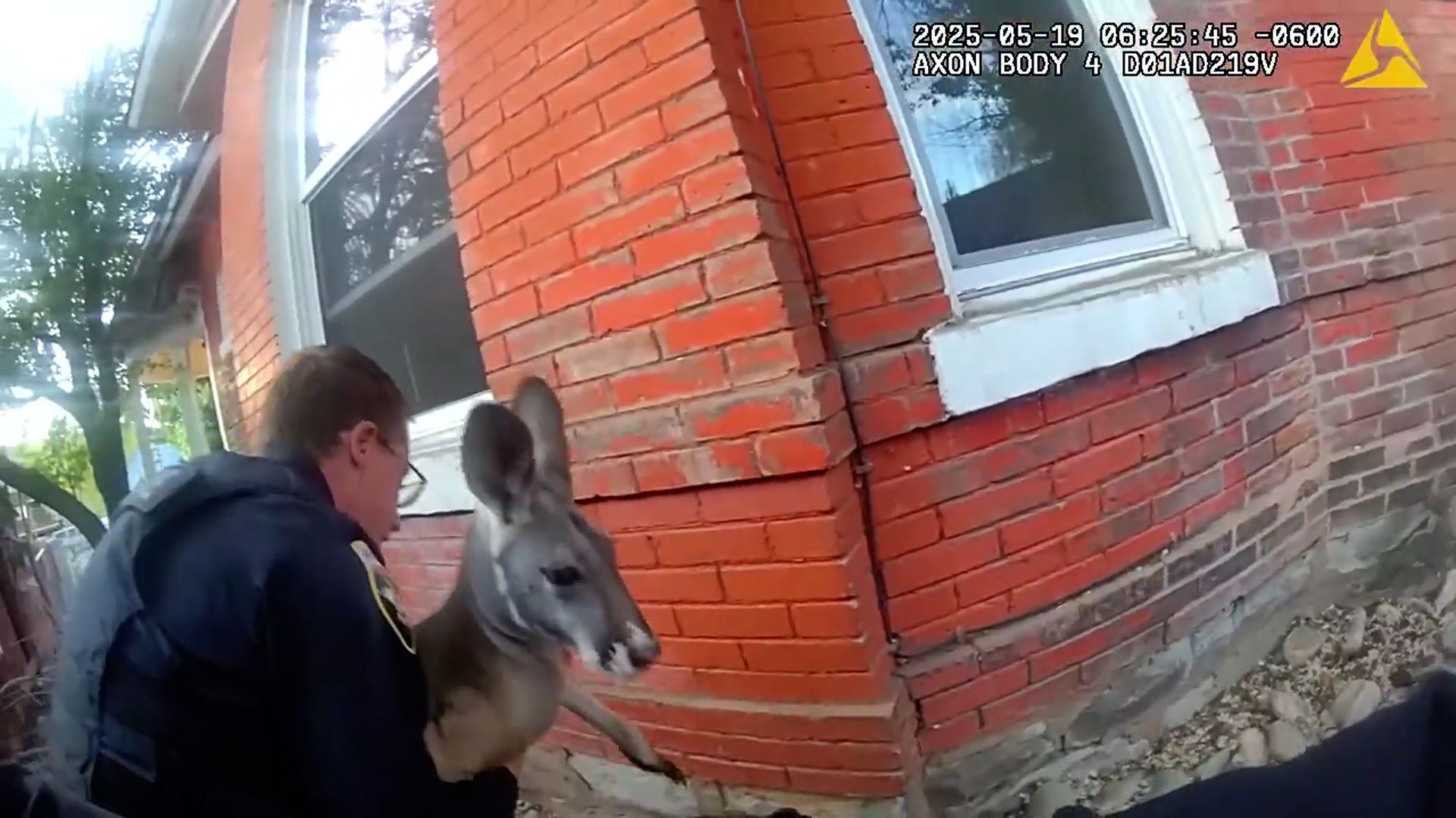 Video: Känguru nach zweiter Flucht von der Polizei gefasst
