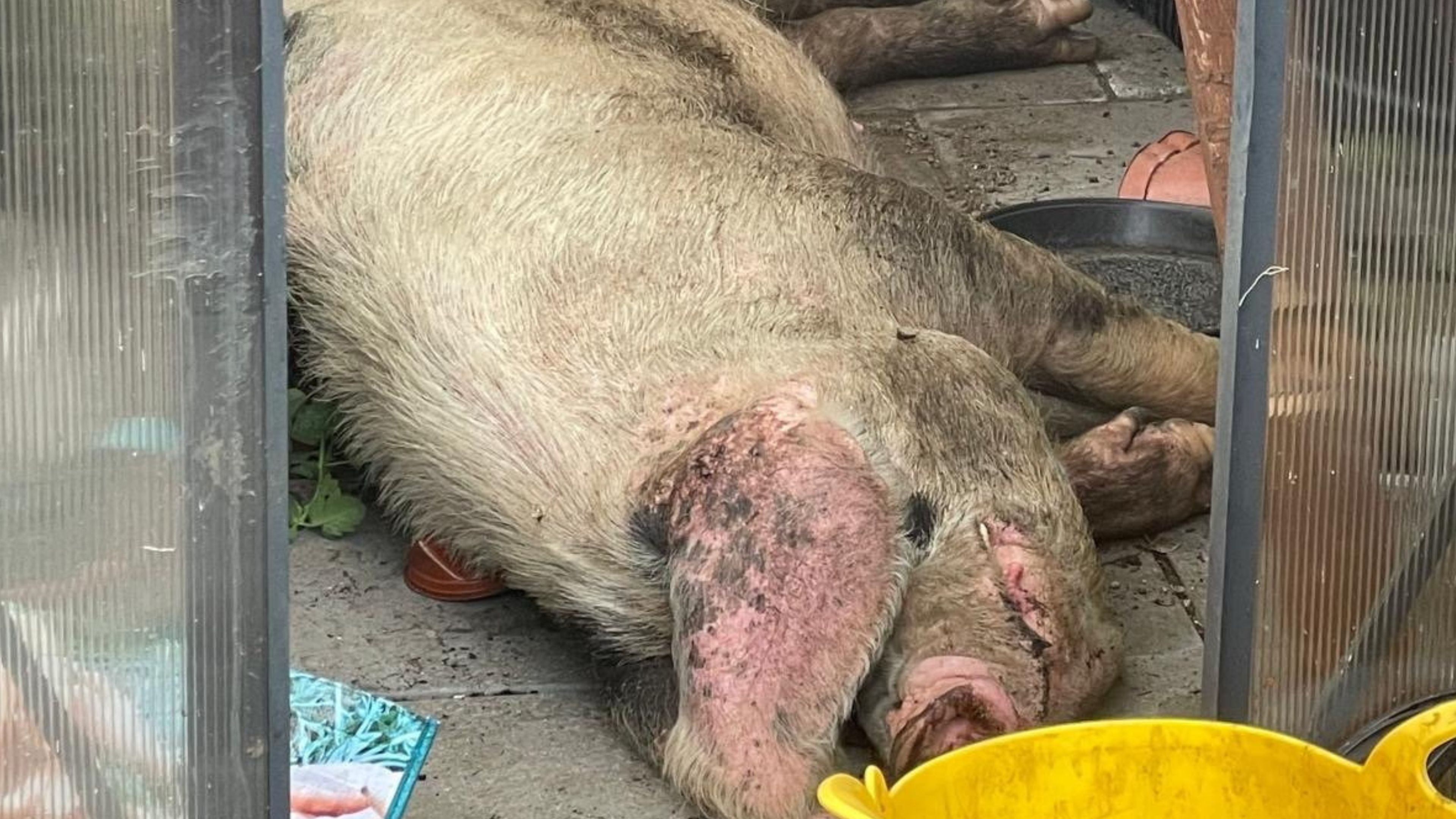 Video: Paar schockiert über Fund eines „riesigen“ entlaufenen Schweins in seinem Gewächshaus