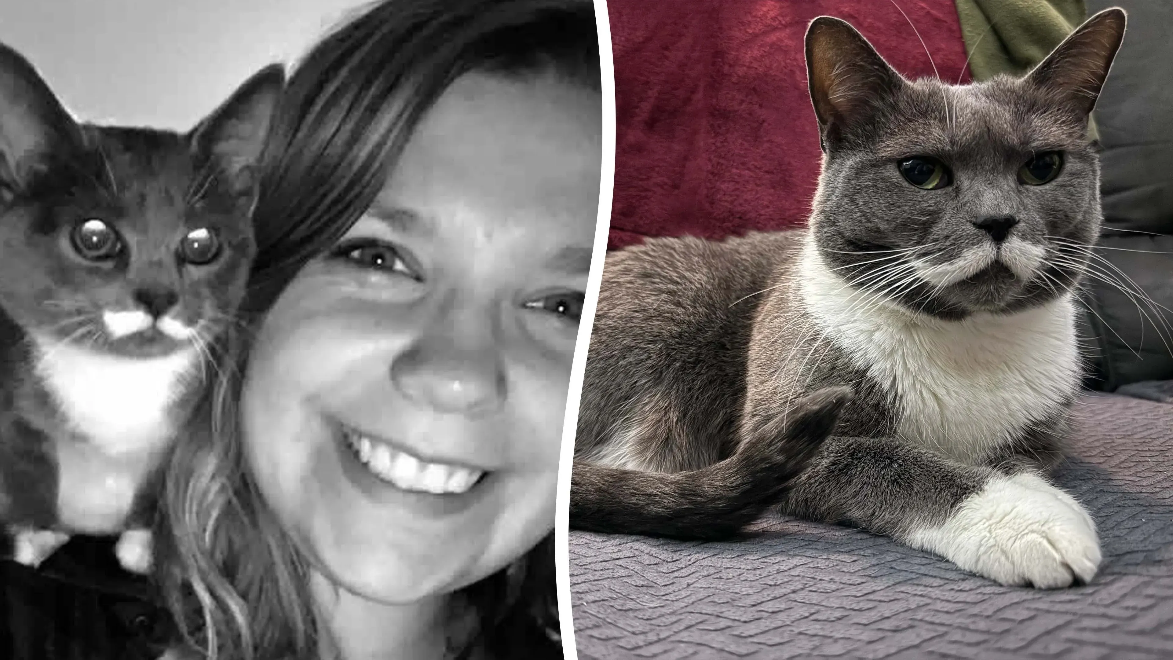 Video: Katze nach vier Jahren wieder mit ihrem Besitzer vereint