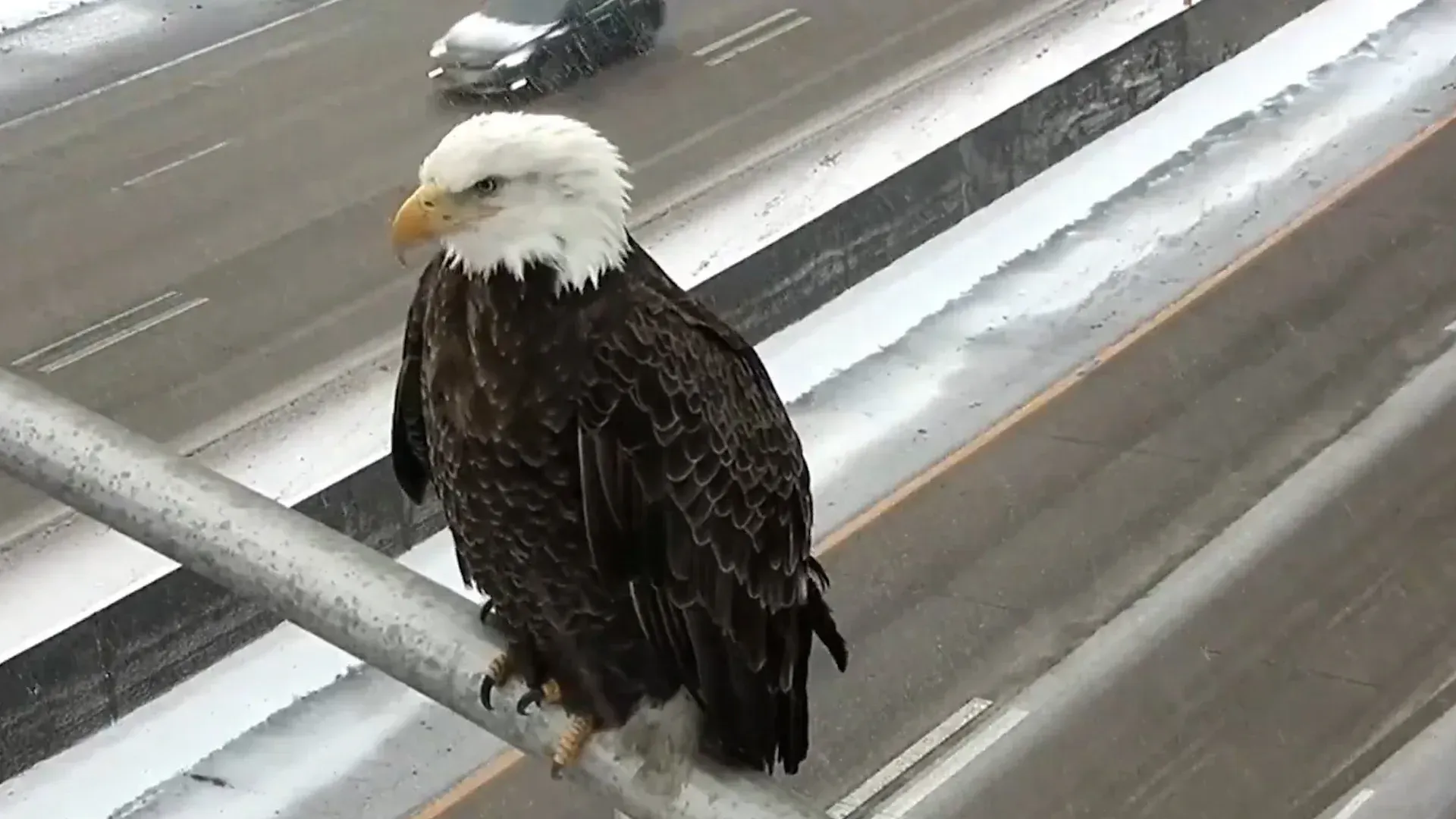 Verkehrskamera-Video zeigt Adler, der vorbeifahrende Autos beobachtet