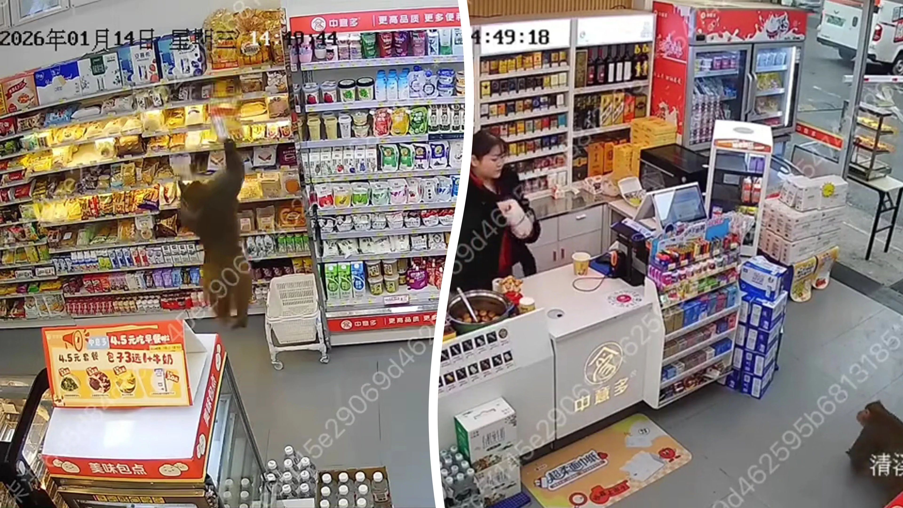 Video: Affe spaziert in den Laden und bedient sich an Snacks.