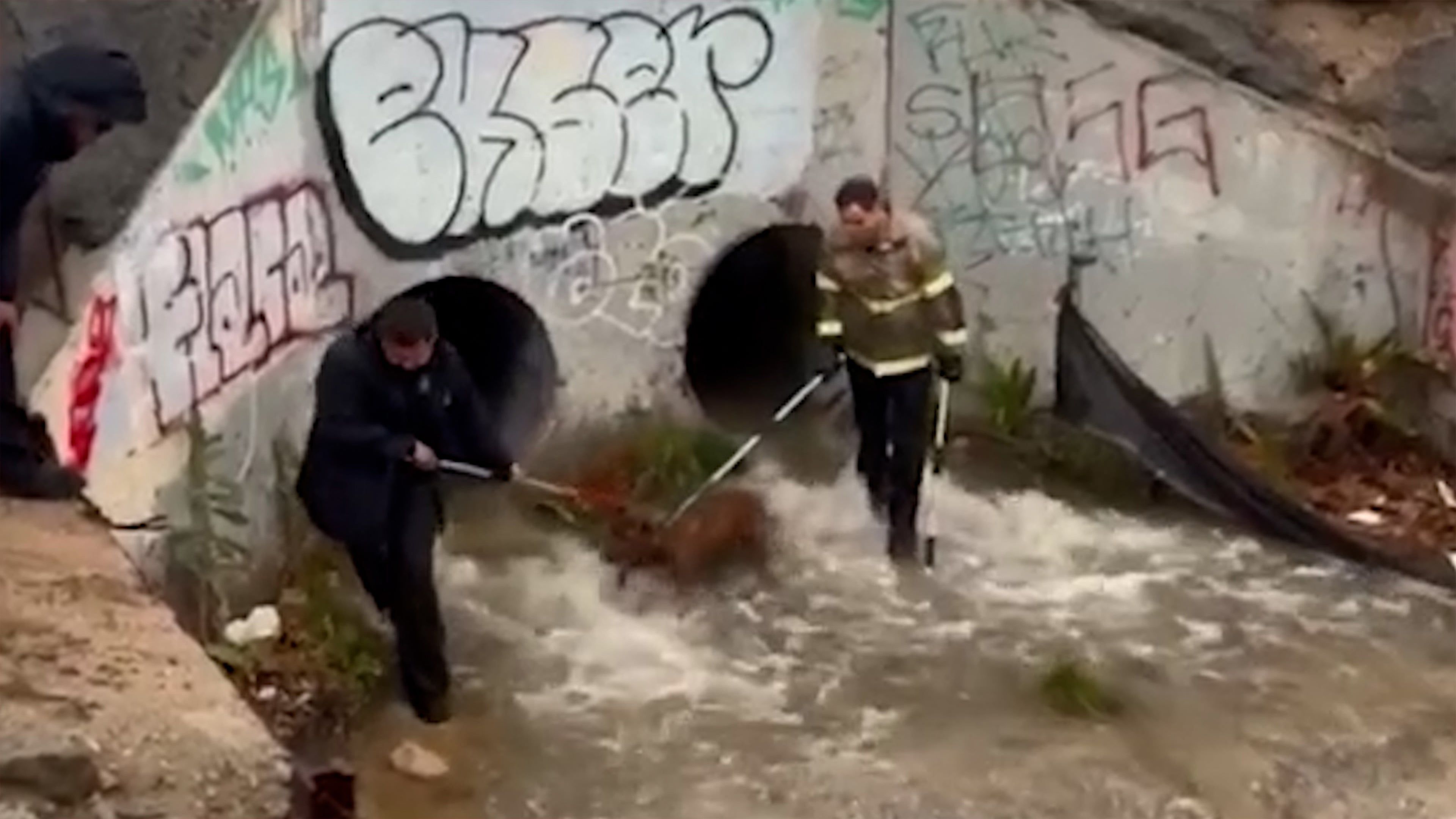 Video: Hund aus überflutetem Regenwasserkanal gerettet
