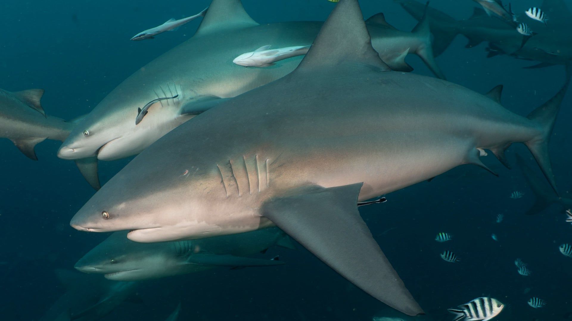 Video: Haie haben Freunde – und wählen sie ganz bewusst aus!