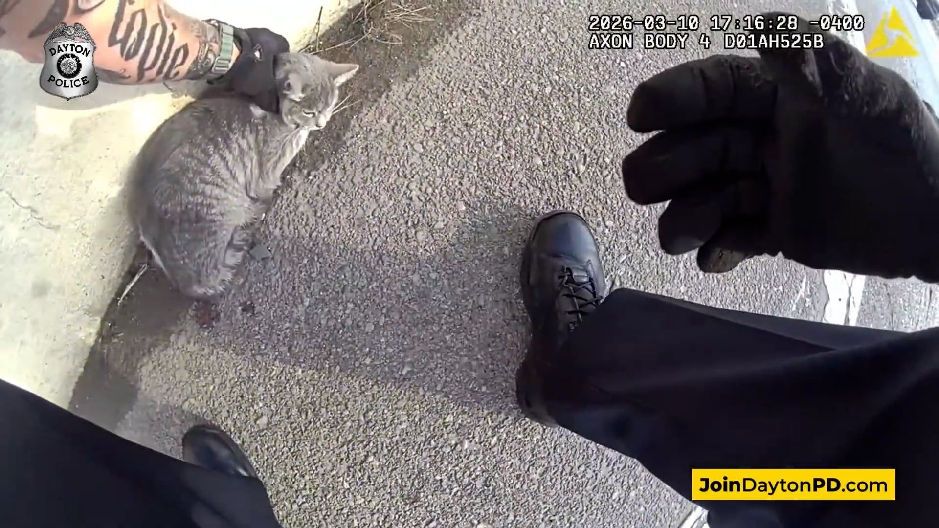 Video: DRAMA AUF DER AUTOBAHN: Verletzte Katze mitten im Verkehr gerettet!