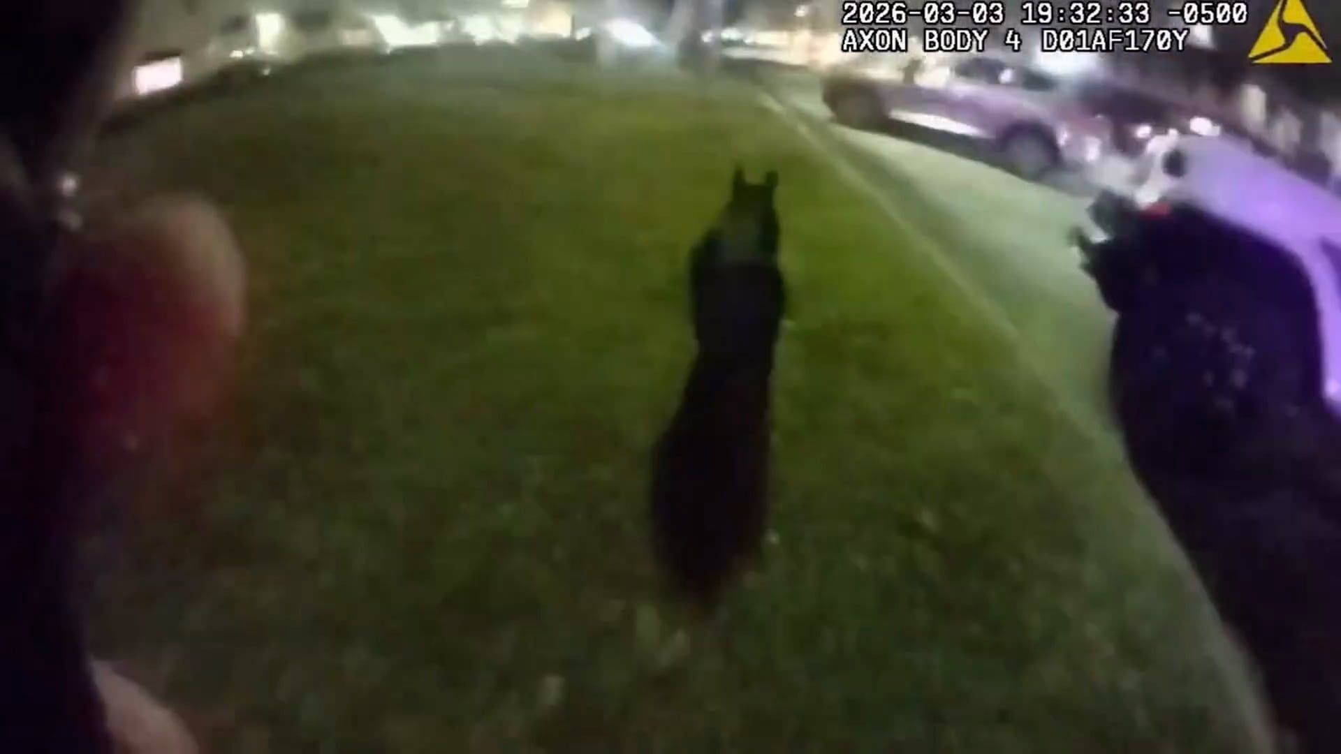 Video: Polizei fängt ausgebrochenes schwein nach kurzer verfolgungsjagd in Florida