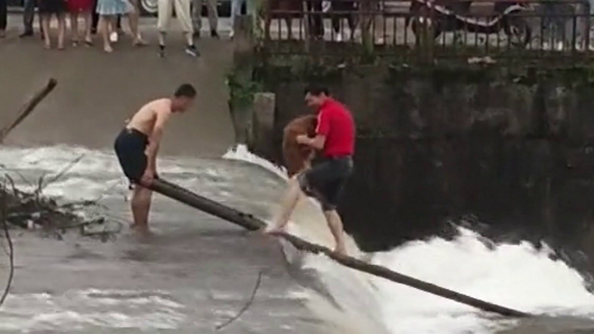 Video: Verängstigter Hund aus reißendem Fluss in China gerettet