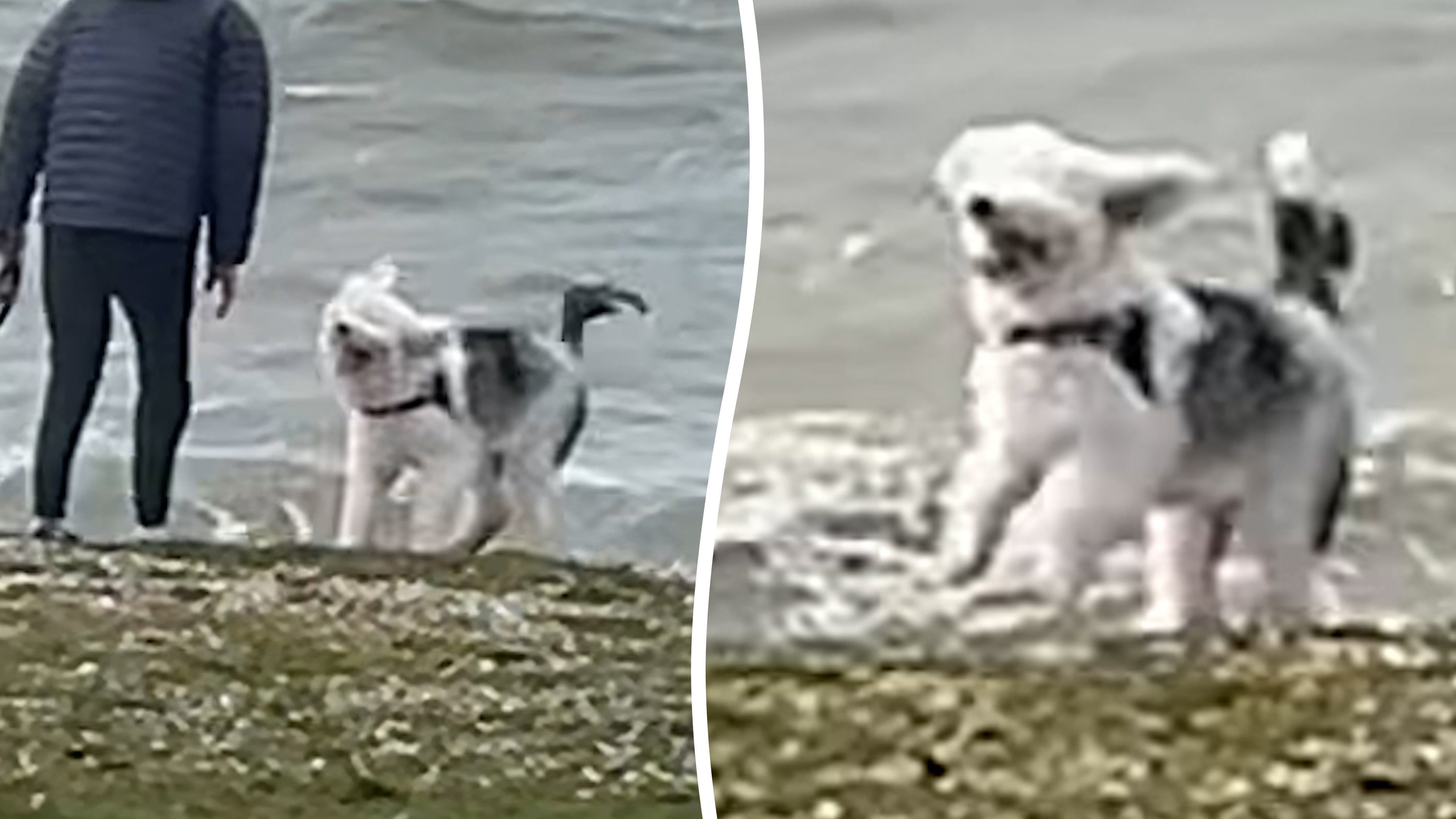 Video: Ein überglücklicher Hund hüpft vor lauter Freude am windigen Strand