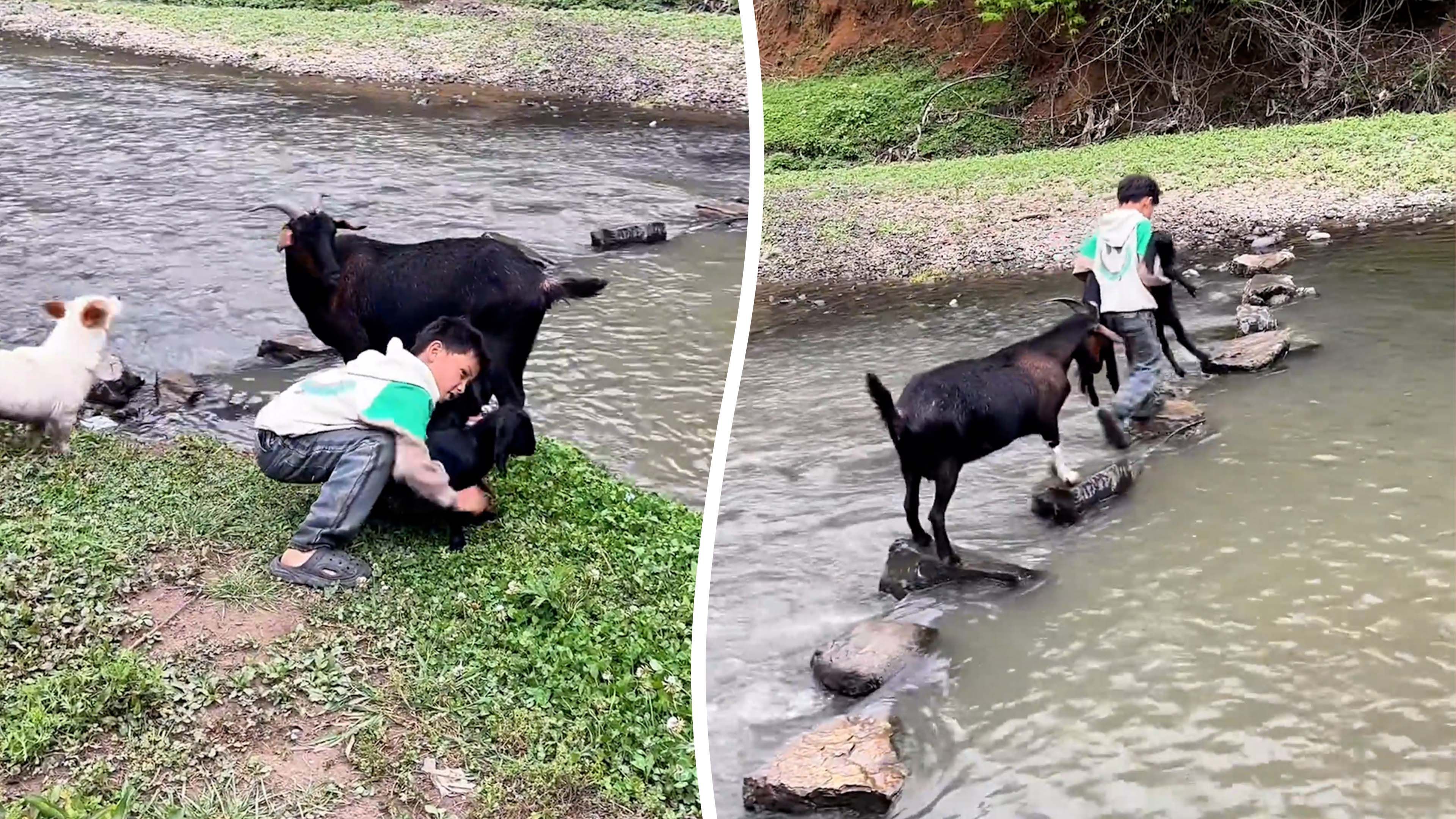 Video: Ein kleiner Schäfer trägt Lämmer über den Bach, um sie wieder mit ihrer Herde zu vereinen