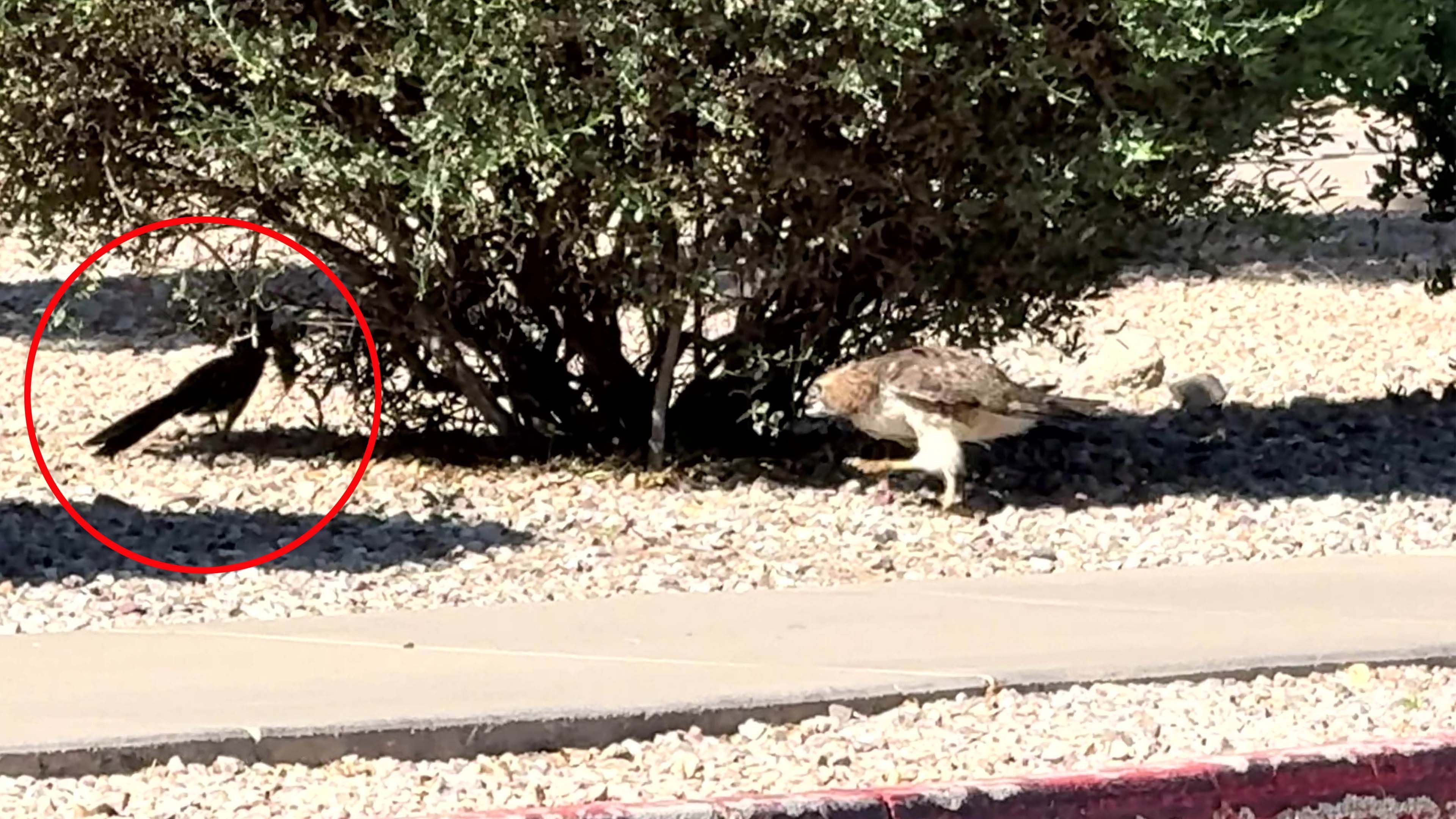 Video: Ein Road Runner-Moment aus dem echten Leben: Ein Vogel wird von einem Habicht verfolgt