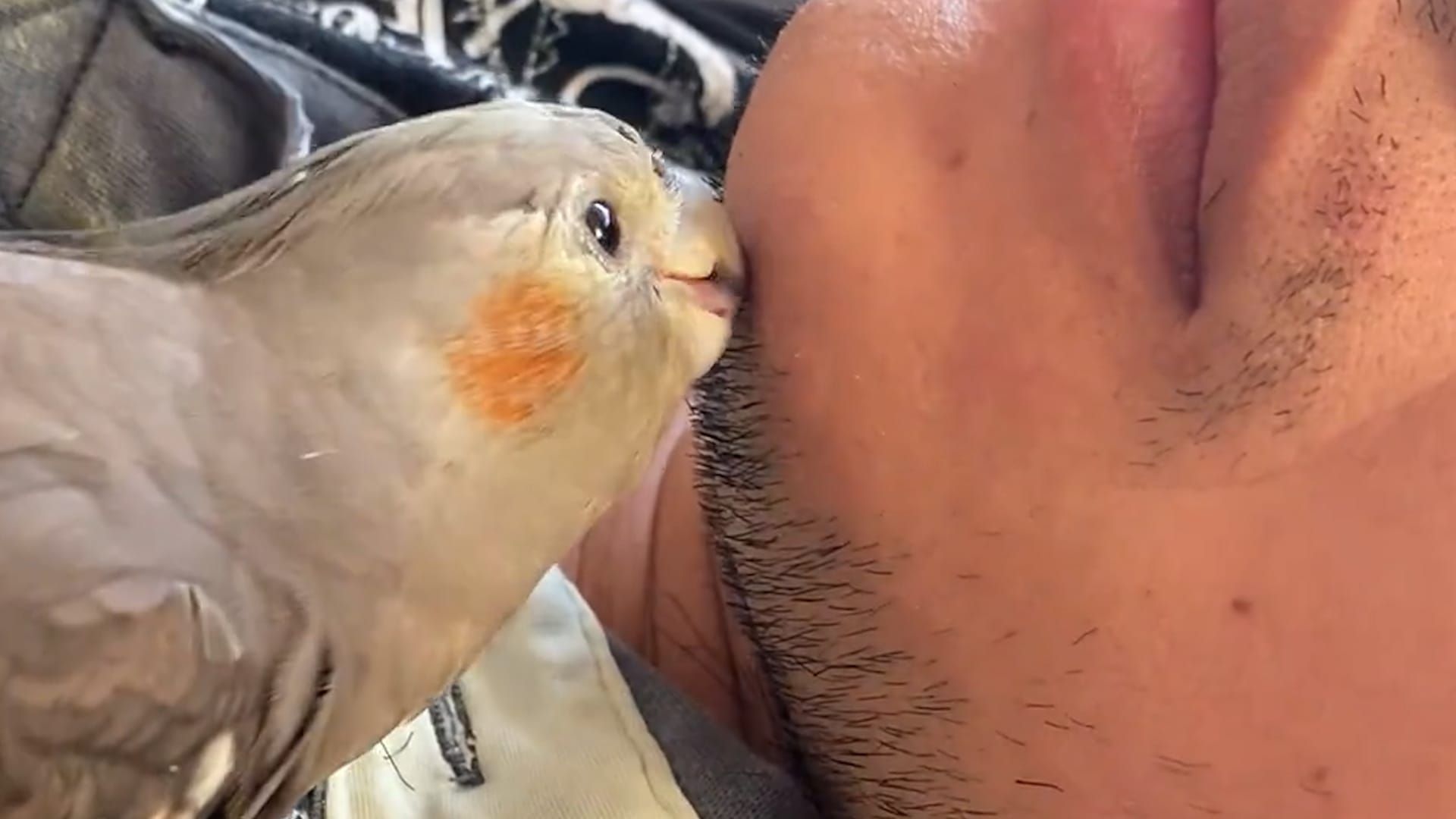 Video: Papagei „putzt“ mit dem Schnabel den Bart seines Besitzers