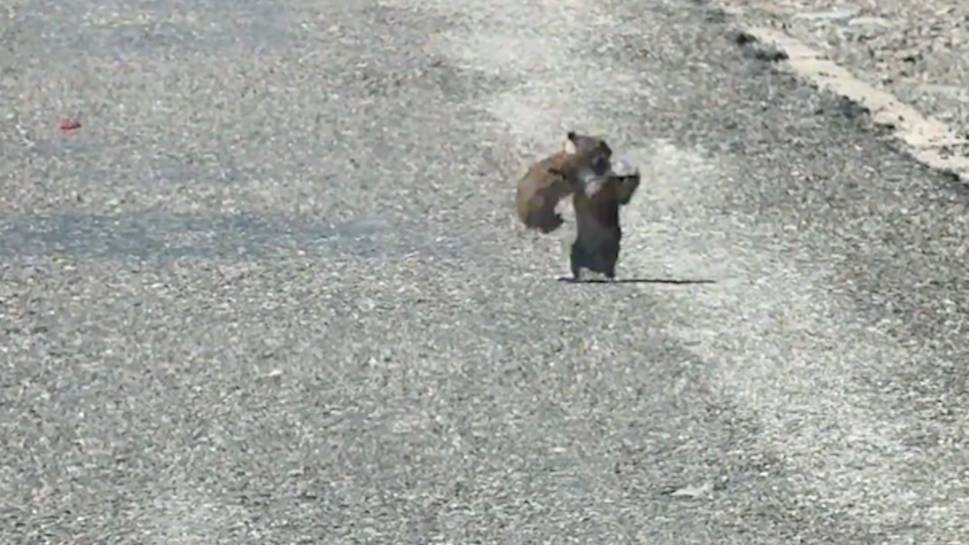 Video: Pfeifhasen rammen sich bei Kampf am Straßenrand wiederholt