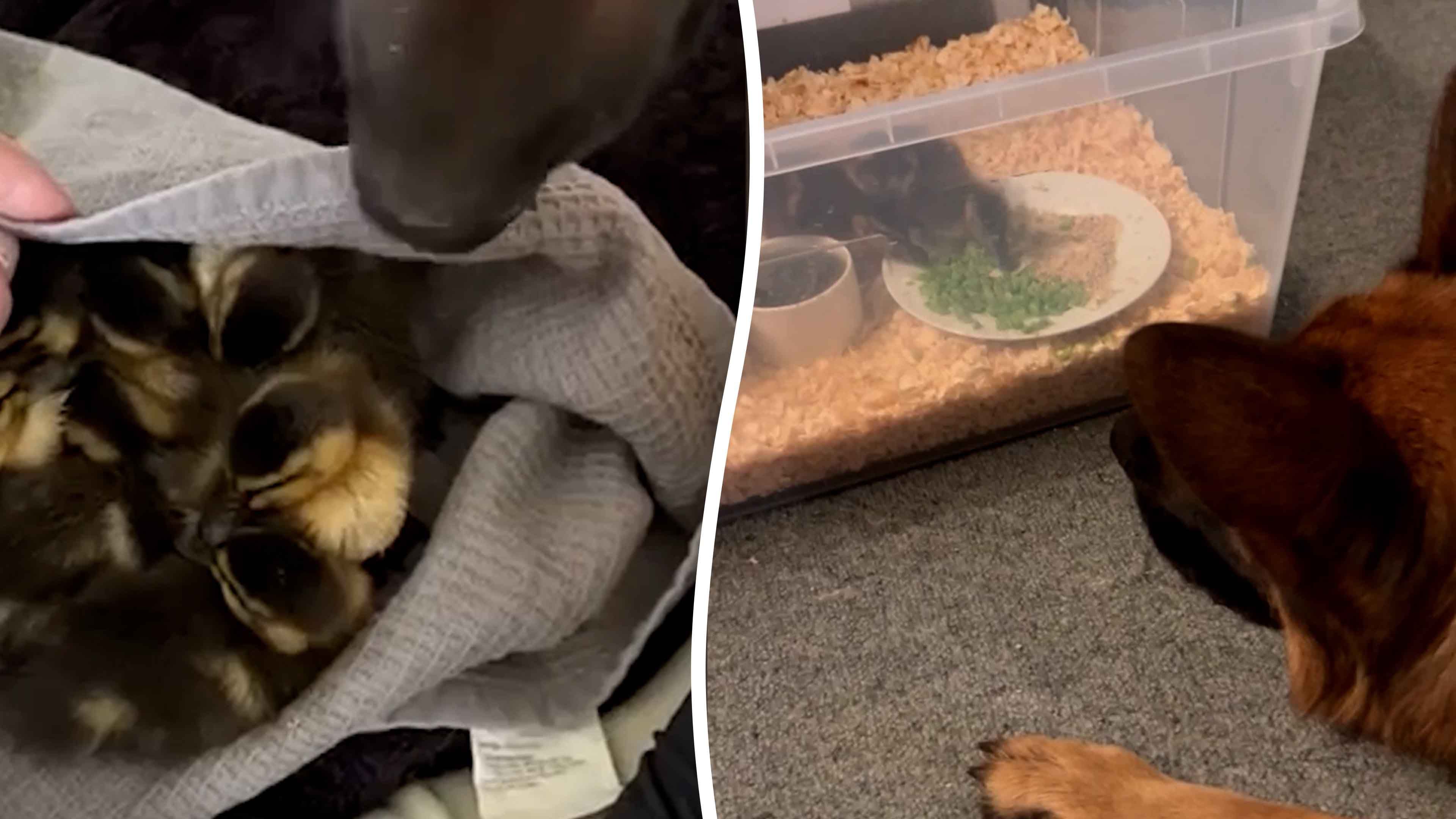 Video: Deutscher Schäferhund wird zum Ersatzvater für ausgesetzte Entenküken