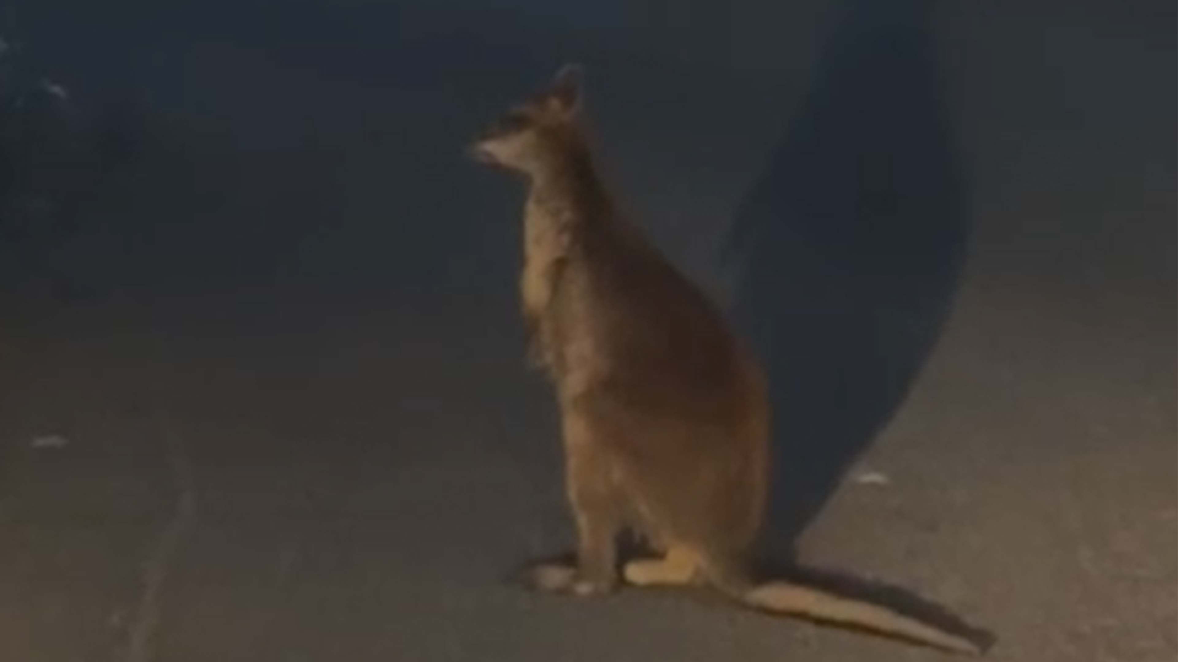Video: Wildes Wallaby streift durch englische Landschaft