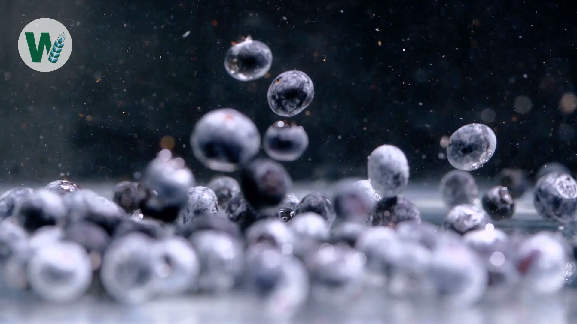 Blueberries: Healthy, Local & Delicious