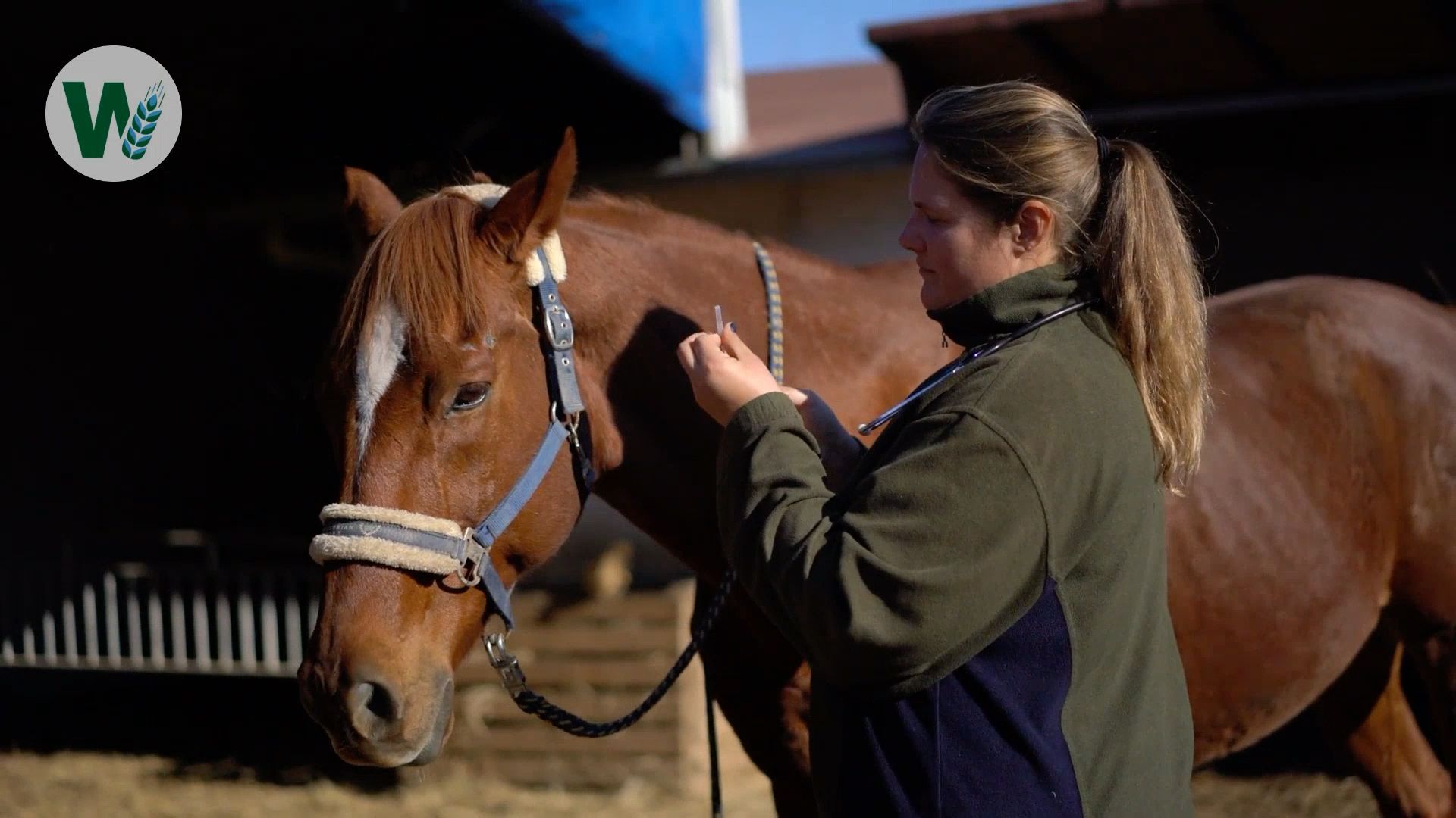Bornavirus in Horses: Recognizing Symptoms, Protecting the Stable