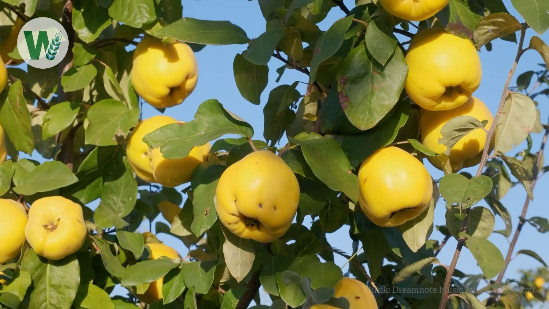 Quinces in the Garden: Low-Maintenance Fruit for Autumn