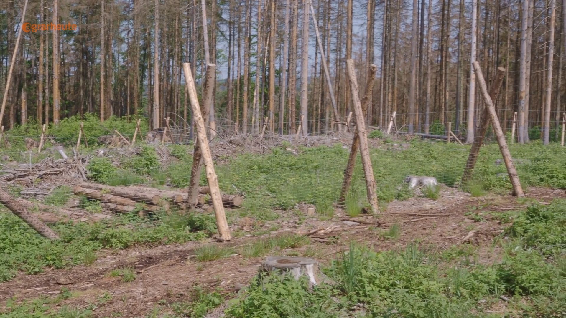 Forester builds wildlife fence - in the forest: Forestry authority sues over forest closure