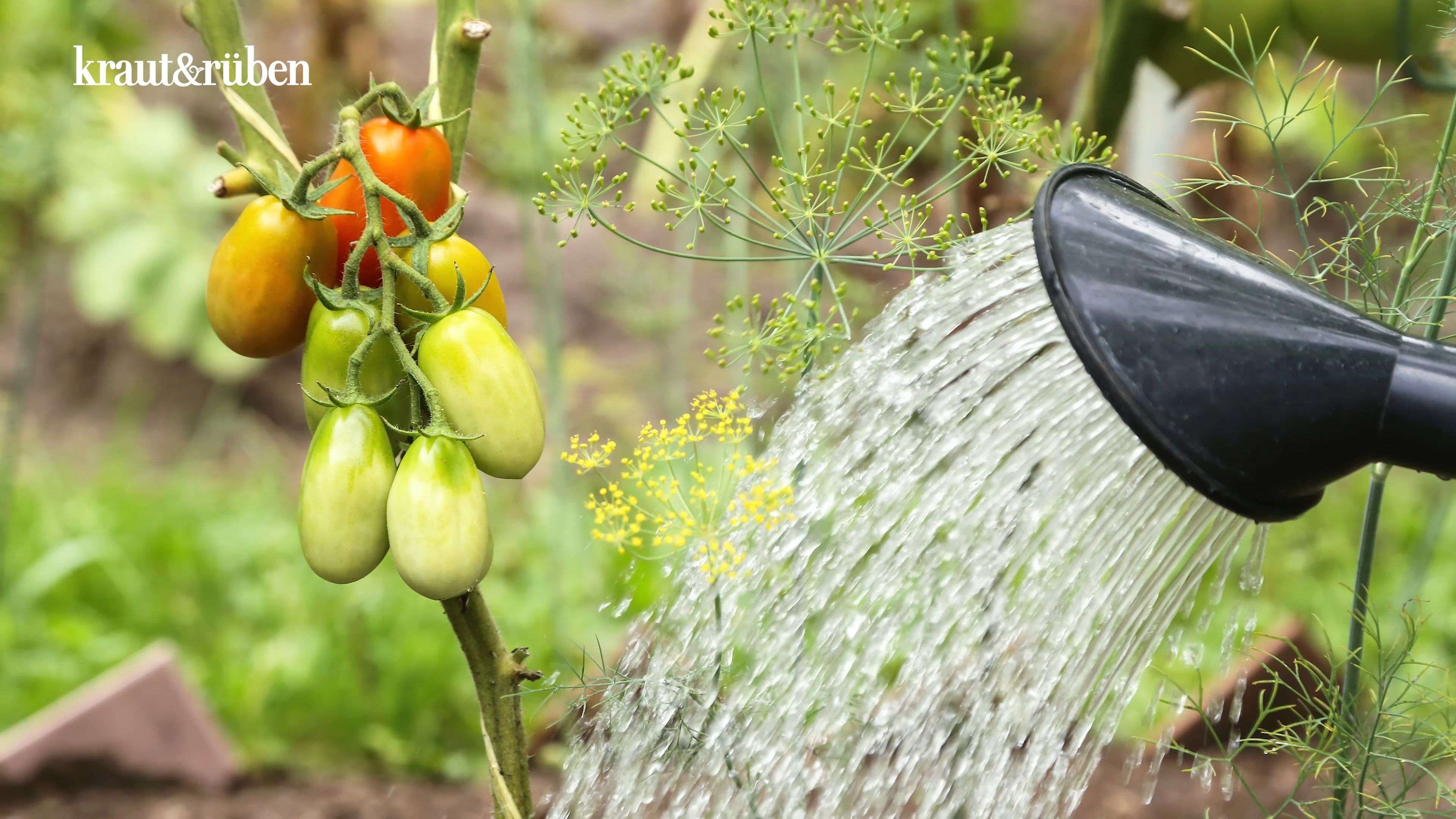Tomato Tip in Check: Salt in Watering?