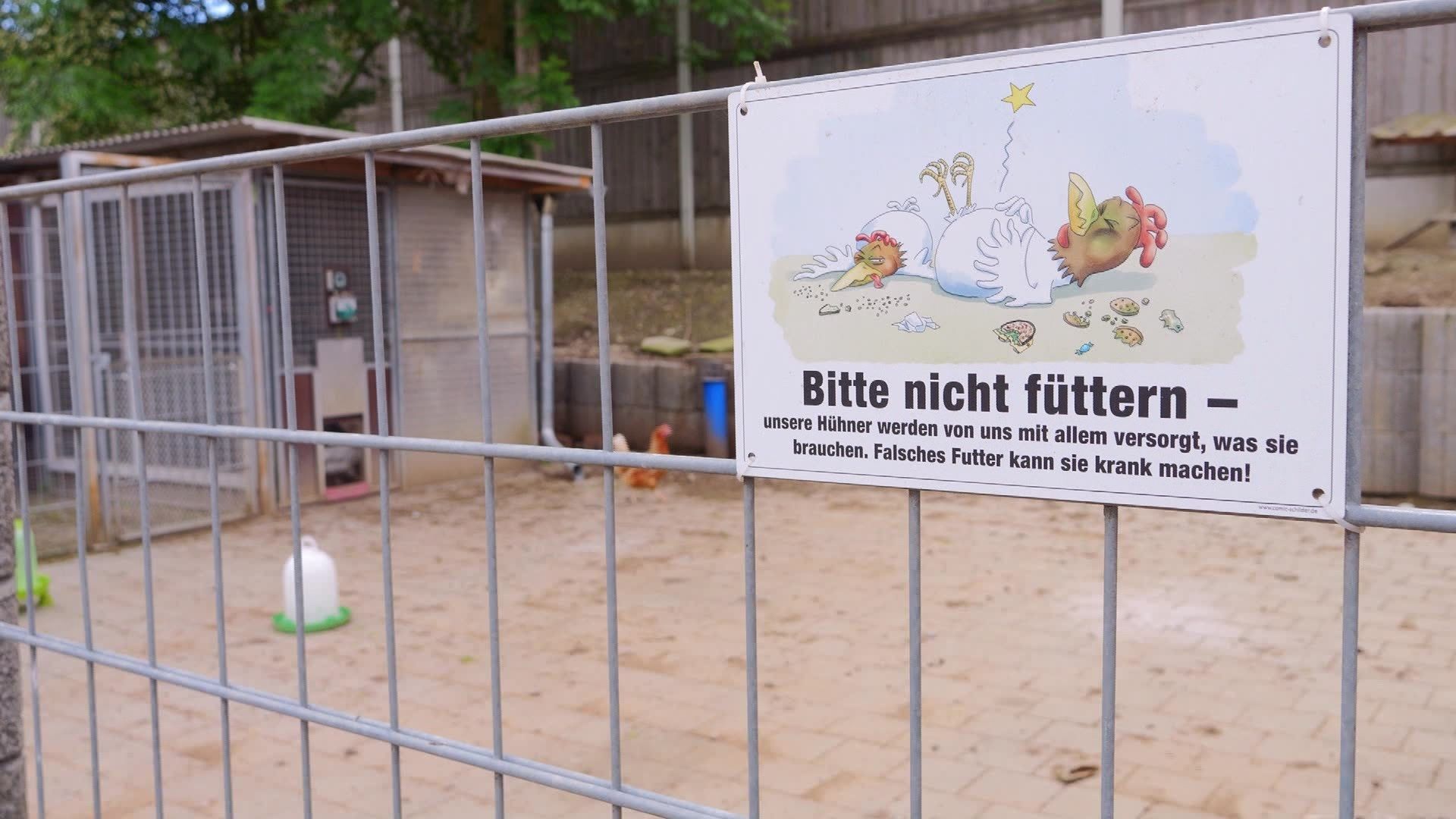 Nach Hühnerriss von Streunerhunden: Video des Besitzers sorgt für Empörung