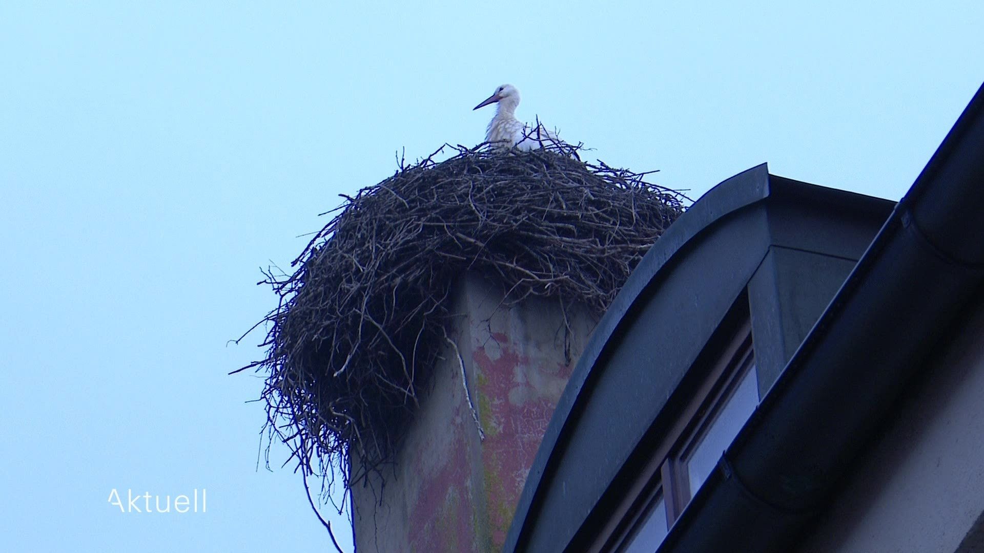 Storchennest wird umgesiedelt
