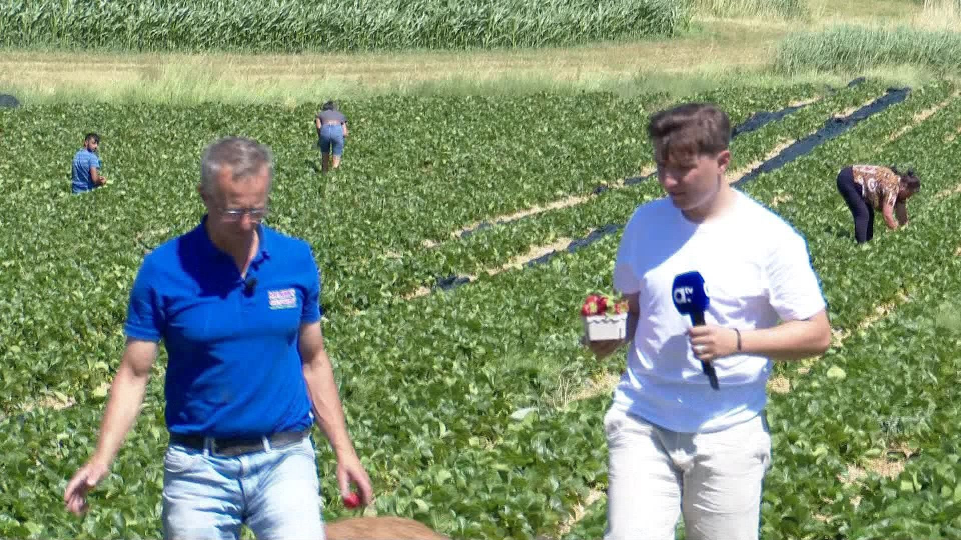Video: Erdbeer-Endspurt – Tipps zum Pflücken auf dem Feld