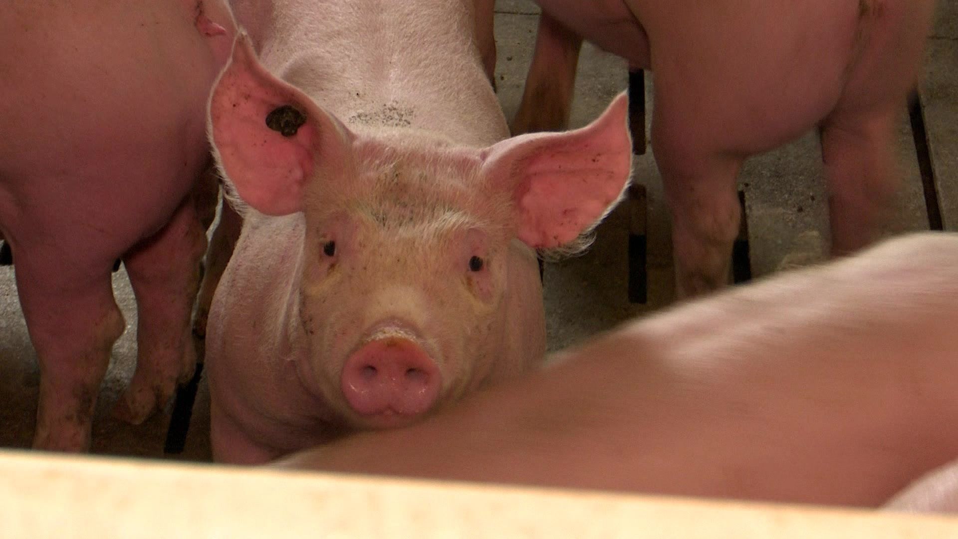 Video: Aus fürs Schwein – Region kritisiert Schlachtstopp in Augsburg