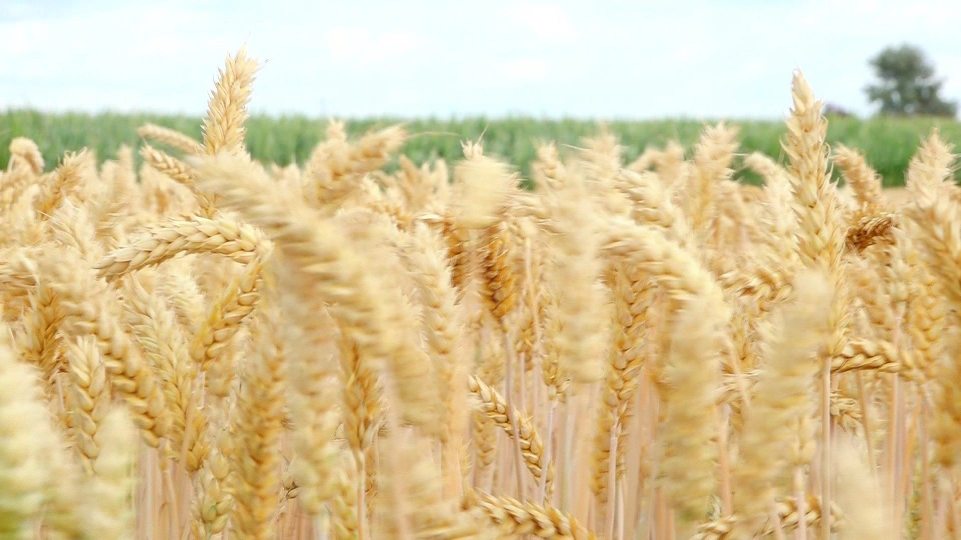 Video: Ein Bier aus dem Urgetreide Emmer