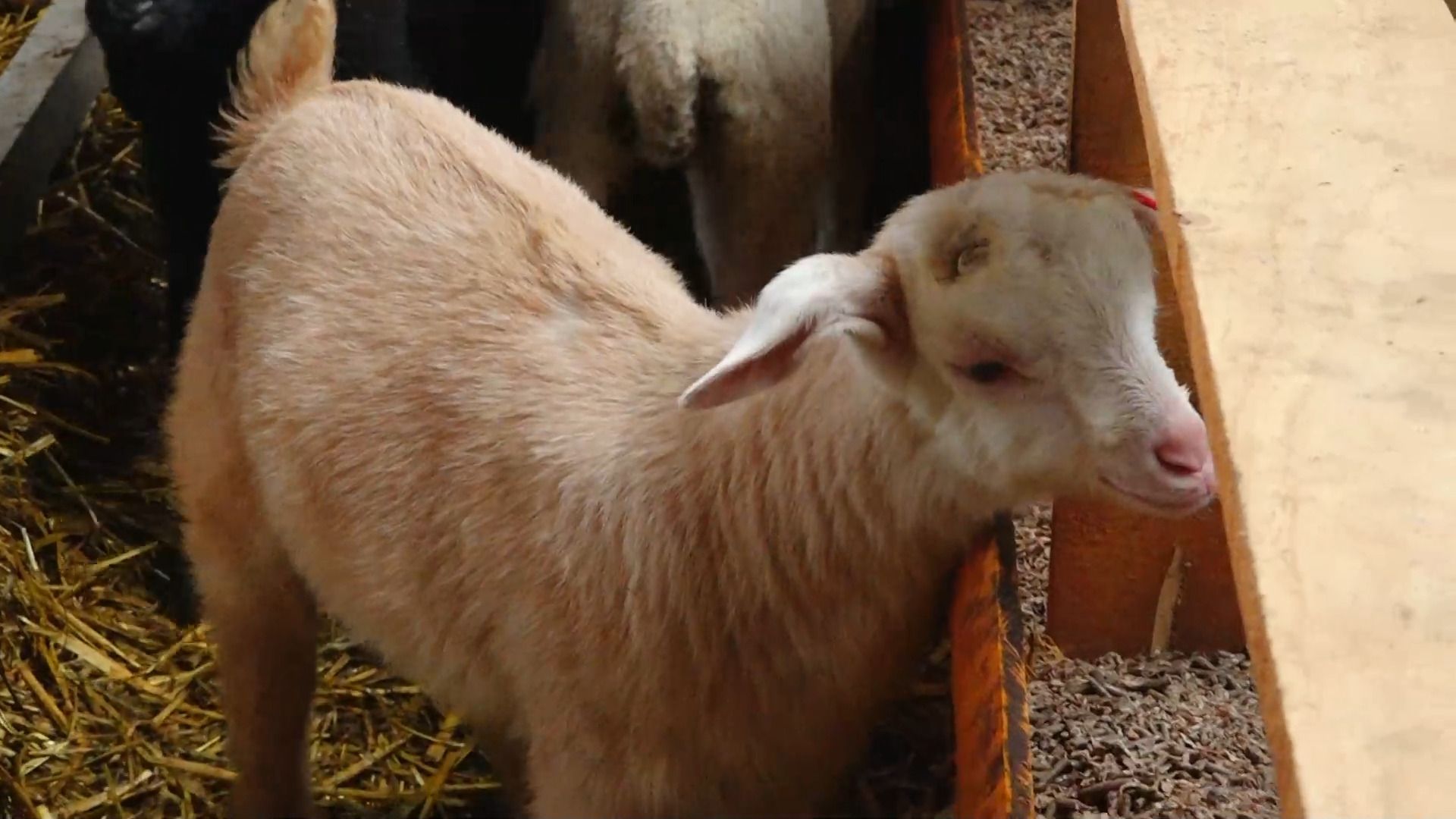 Video: Fünf Zicklein ohne Mutter – Handaufzucht in Dillingen