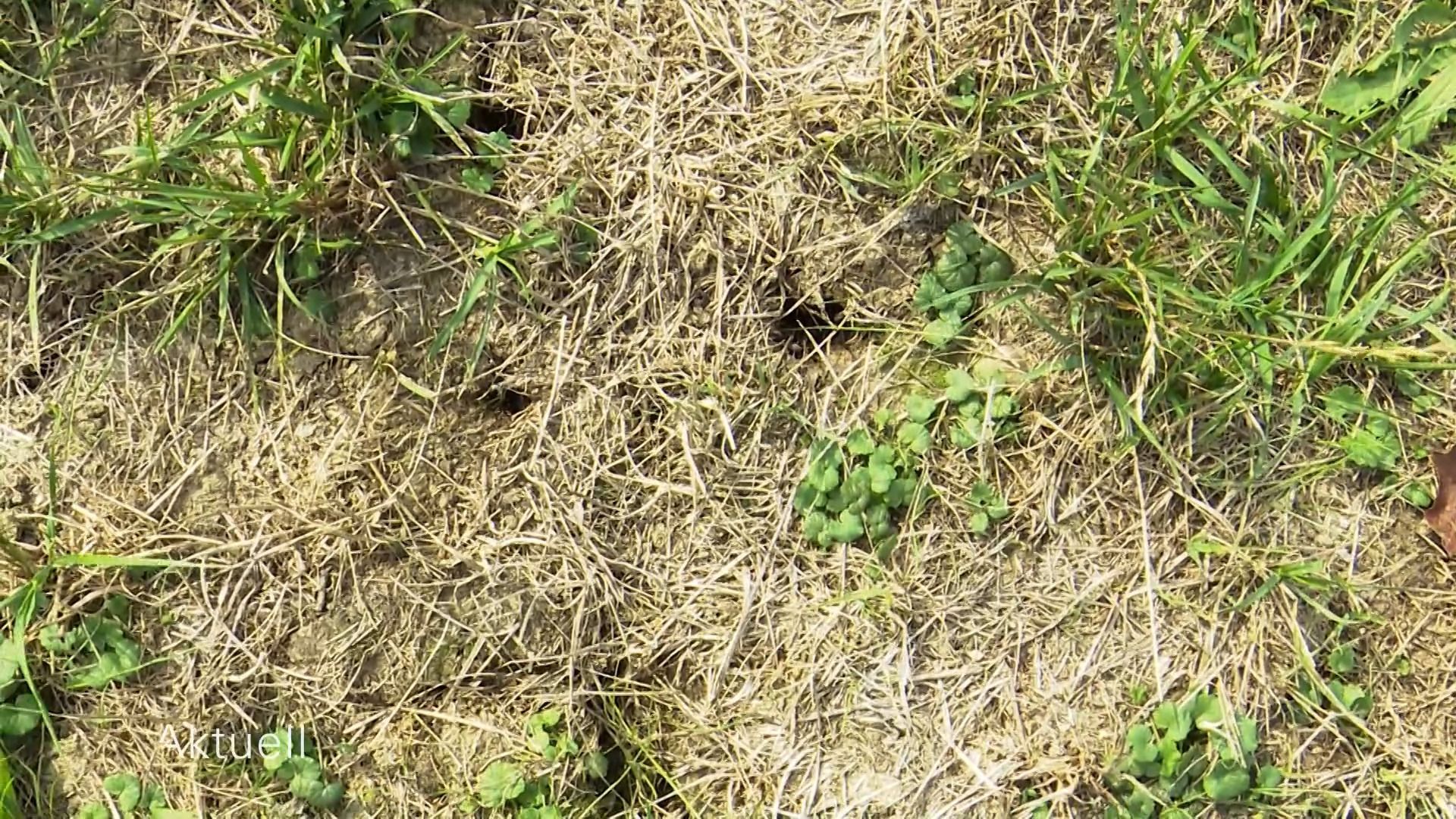 Video: Milchbauern in Not - Trockenheit sorgt für geringe Ernte
