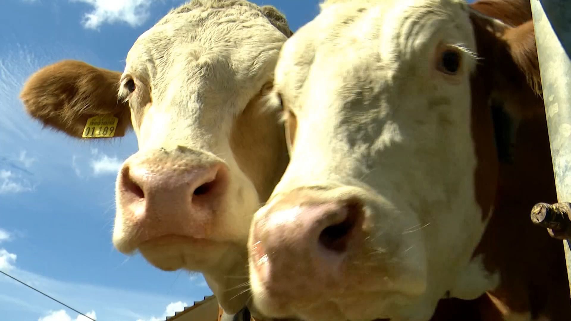 Video: Shamonda-Virus bei Kühen und Rindern in Schwaben