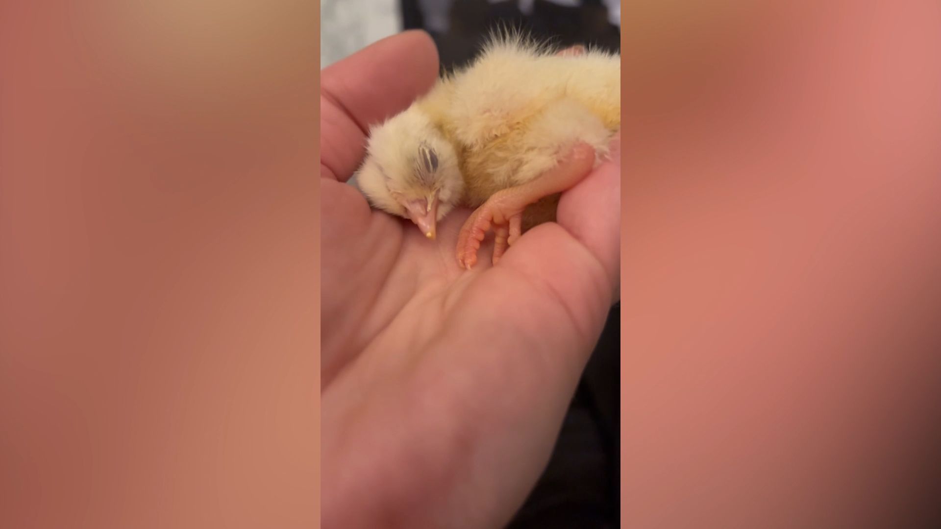 Chick saved with a hairdryer
