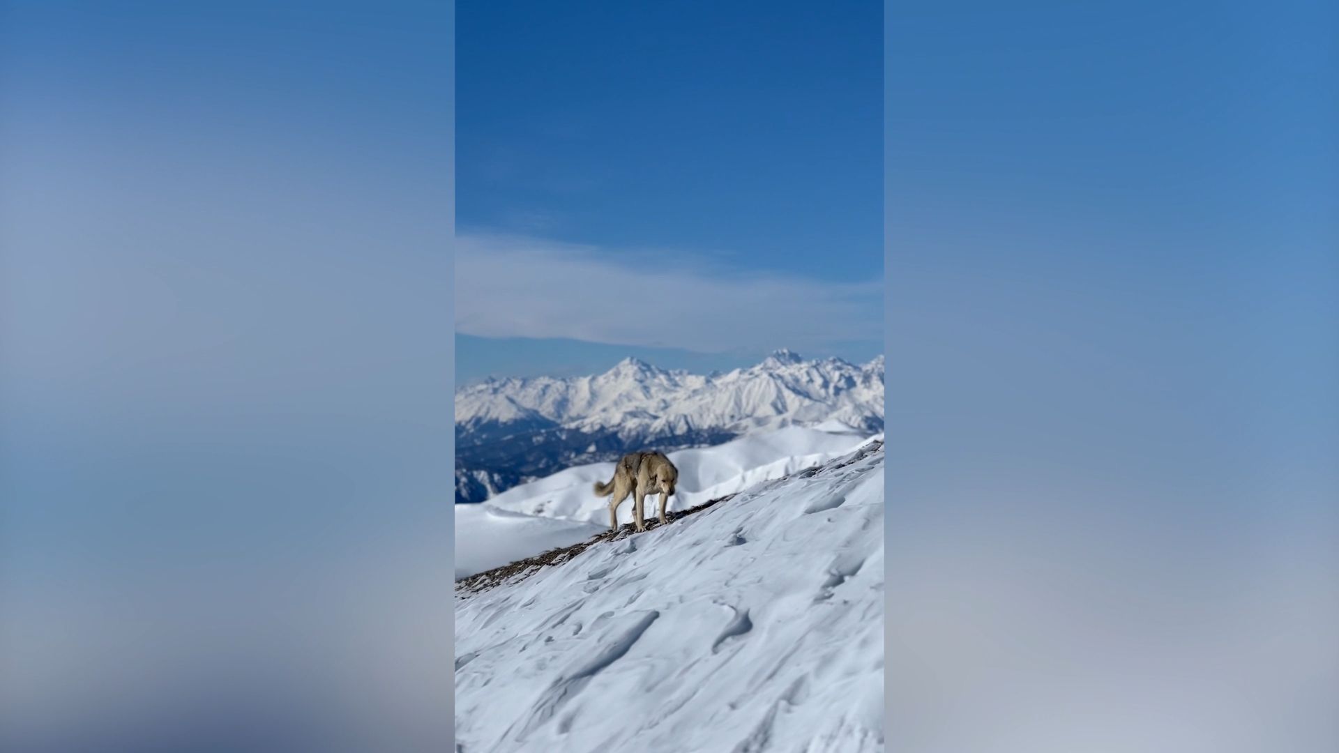 Straßenhund folgt Skifahrer sieben Stunden durch die Berge
