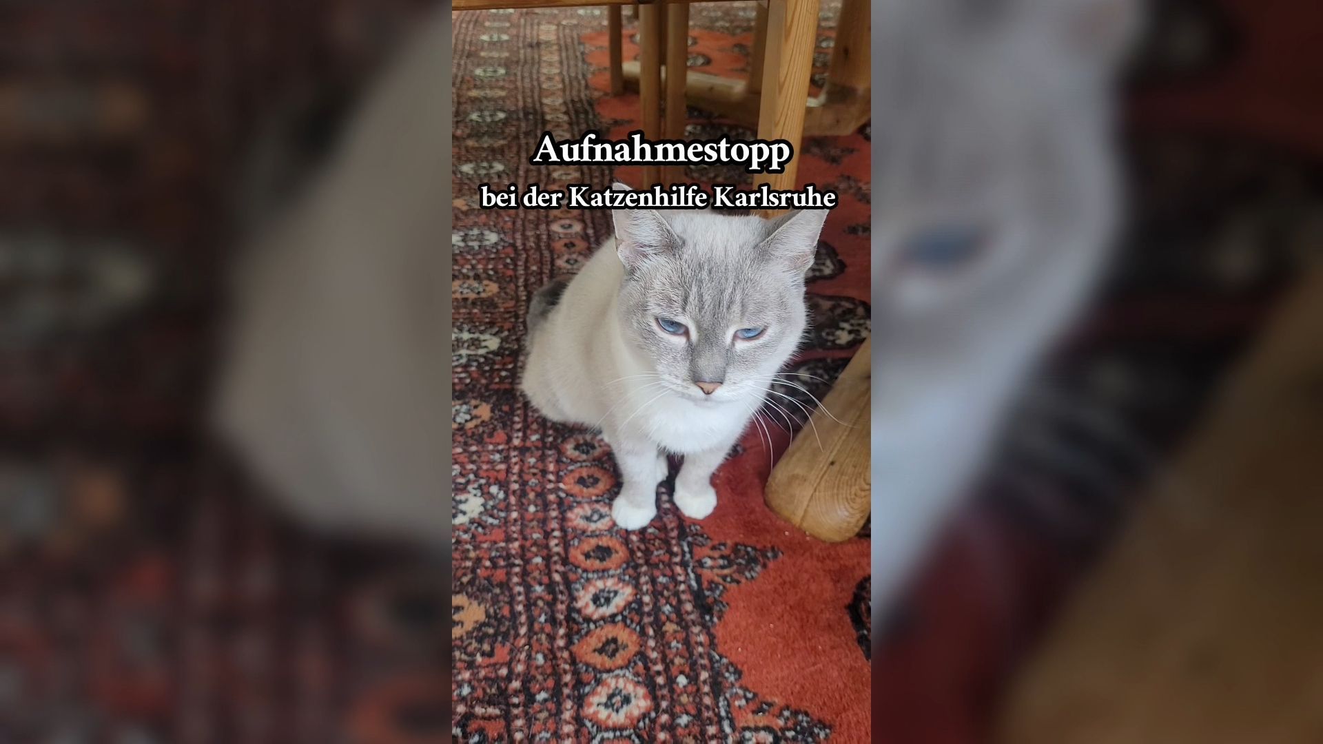 Video: Katzenhilfe in Karlsruhe muss Aufnahmestopp verhängen