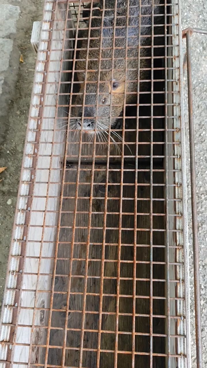 Video: Nutrias werden in Lichtenau gejagt