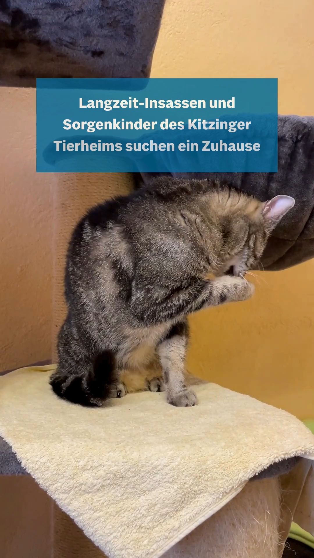 Long-term inmates and troubled children of the Kitzingen animal shelter