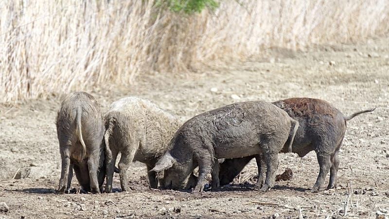Infected Sandwich? Outbreak of African Swine Fever in Catalonia