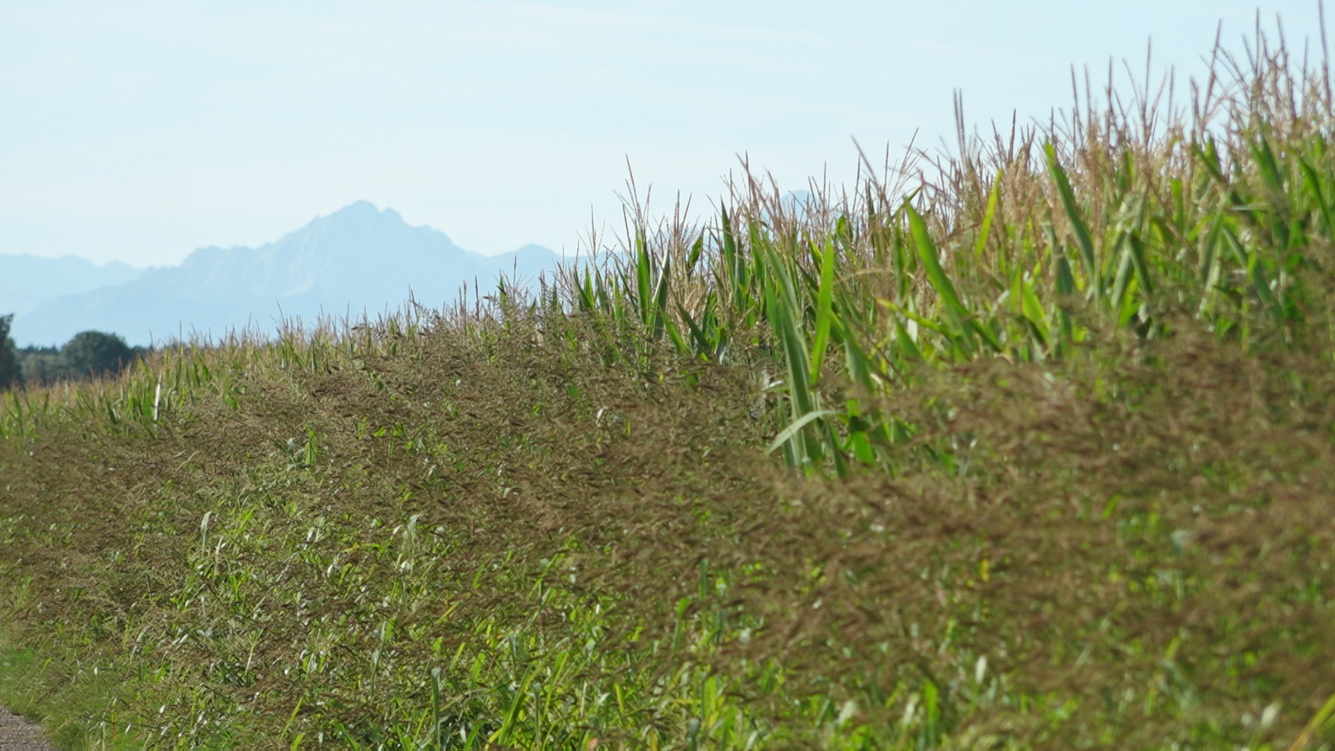 Drought, Heavy Rain, Rooks - The Harvest Year 2025