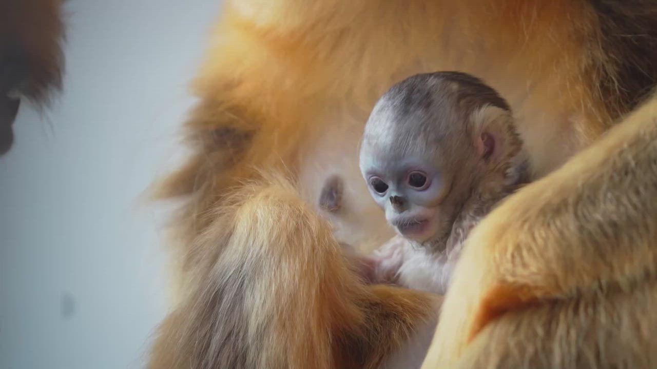 Video: Niedliche Szenen: Belgien feiert erstmals die Geburt eines der seltensten und schönsten Affen der Welt