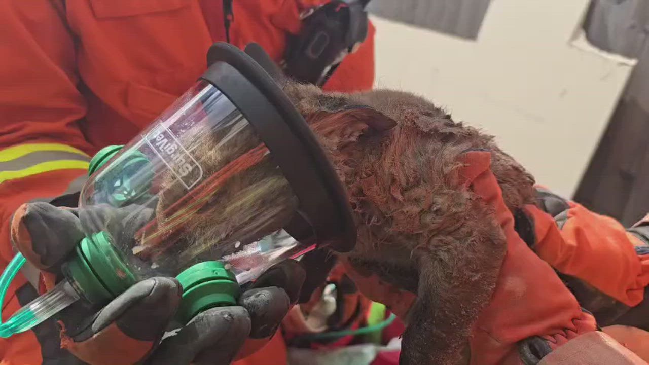 Video: Leicesterer Feuerwehr rettet Fuchswelpen, indem sie für spektakuläre Rettung eine Wand aufbricht