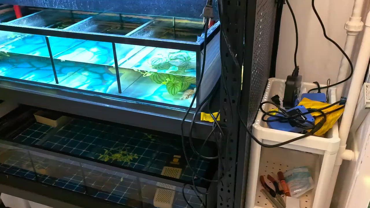 Video: China: Kleine Schildkröte beißt Pfleger beim Umsetzen in Jiangsu, China