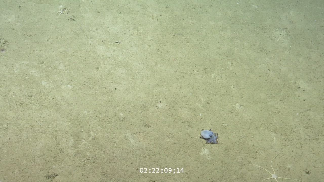 Video: Ecuador: Mysteriöser winziger blauer Oktopus in tiefen Galápagos-Gewässern verblüfft Wissenschaftler