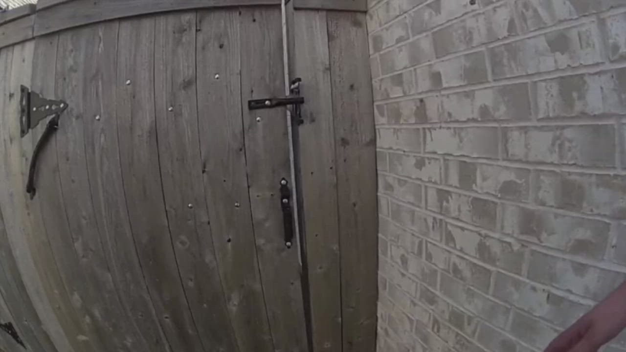 Video: US: Alligator schwimmt in Texas im Pool eines Hinterhofs, bevor die Polizei ihn herauszieht
