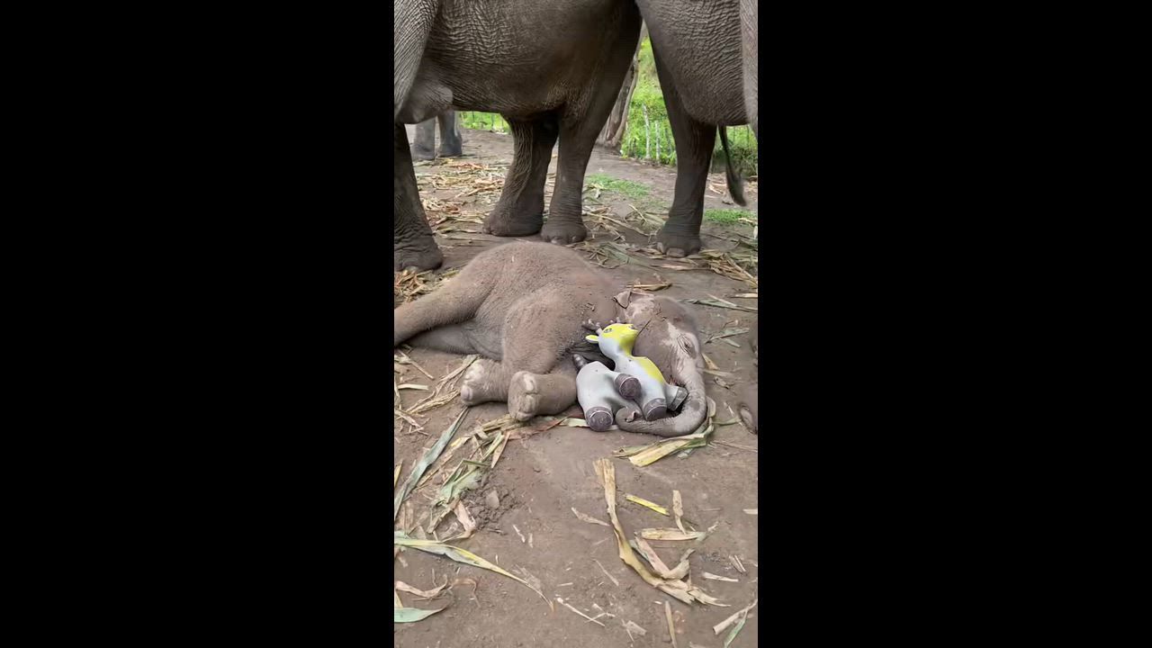 Video: Thailand: Baby-Elefantin Orchid schläft mit Kuscheltier